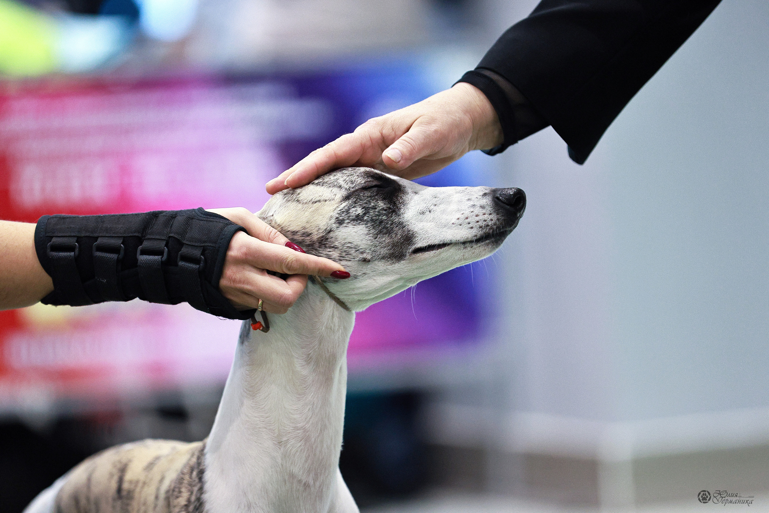 Минск 19-20.11.2022. Фотограф-анималист Юлия Германика