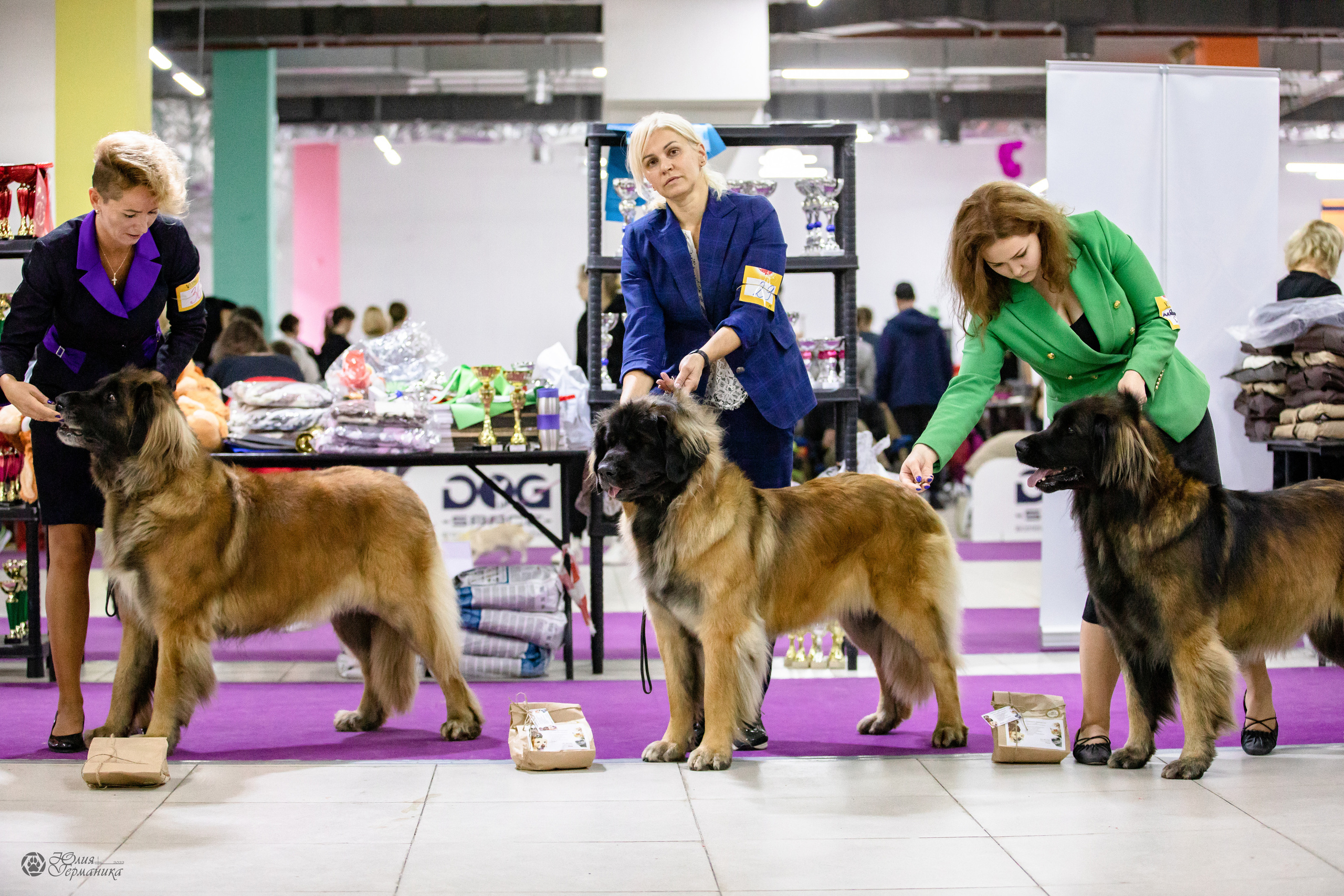 Чайна-Таун 29-30.10.2022. Фотограф-анималист Юлия Германика
