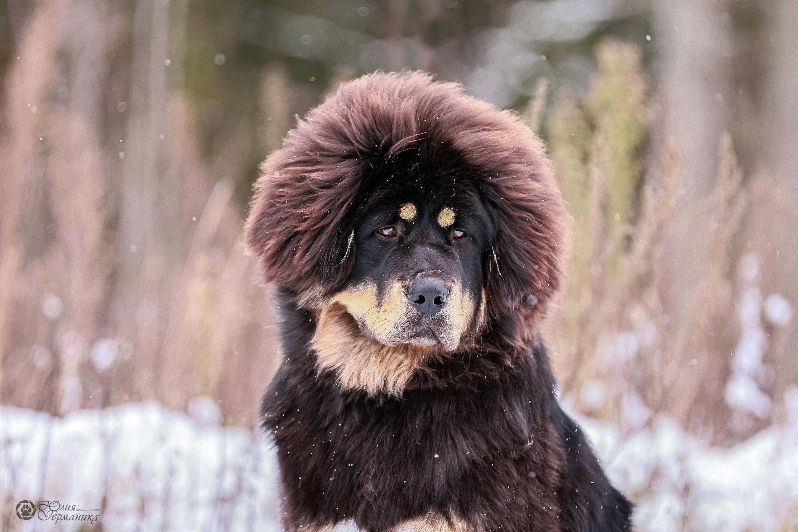 Минск 19-20.11.2022. Фотограф-анималист Юлия Германика
