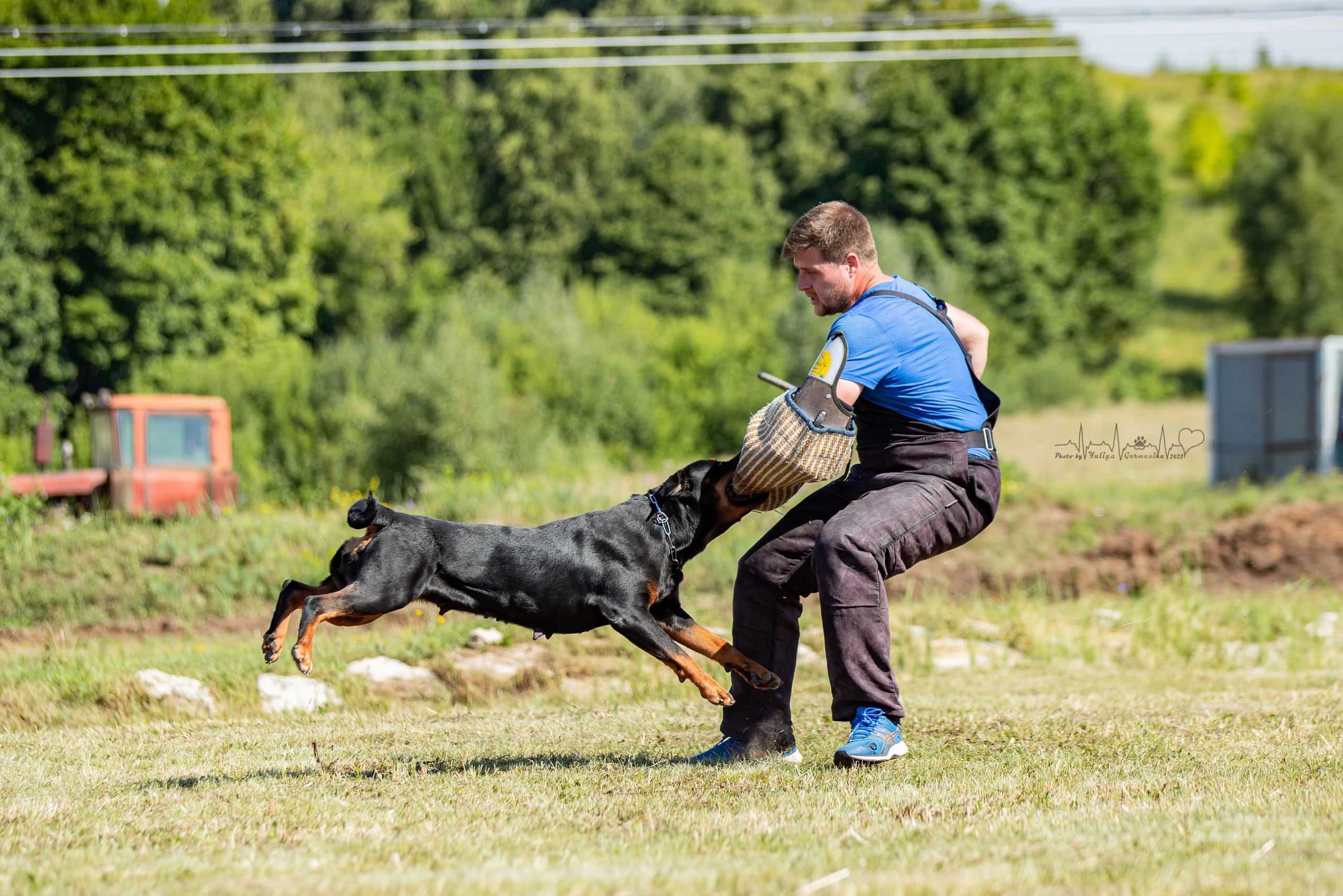 Рязань моно ротвейлеров 13.08.2022. Фотограф-анималист Юлия Германика