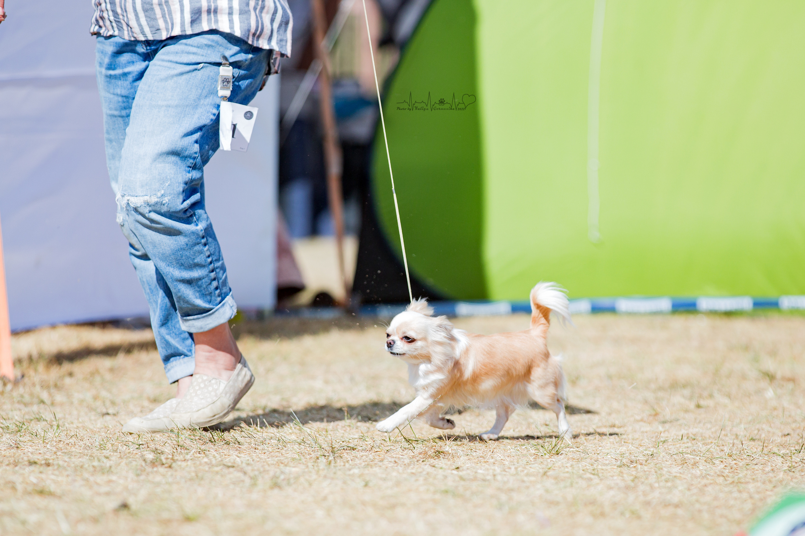 Минск 2хCACIB 3-4.09.2022. Фотограф-анималист Юлия Германика