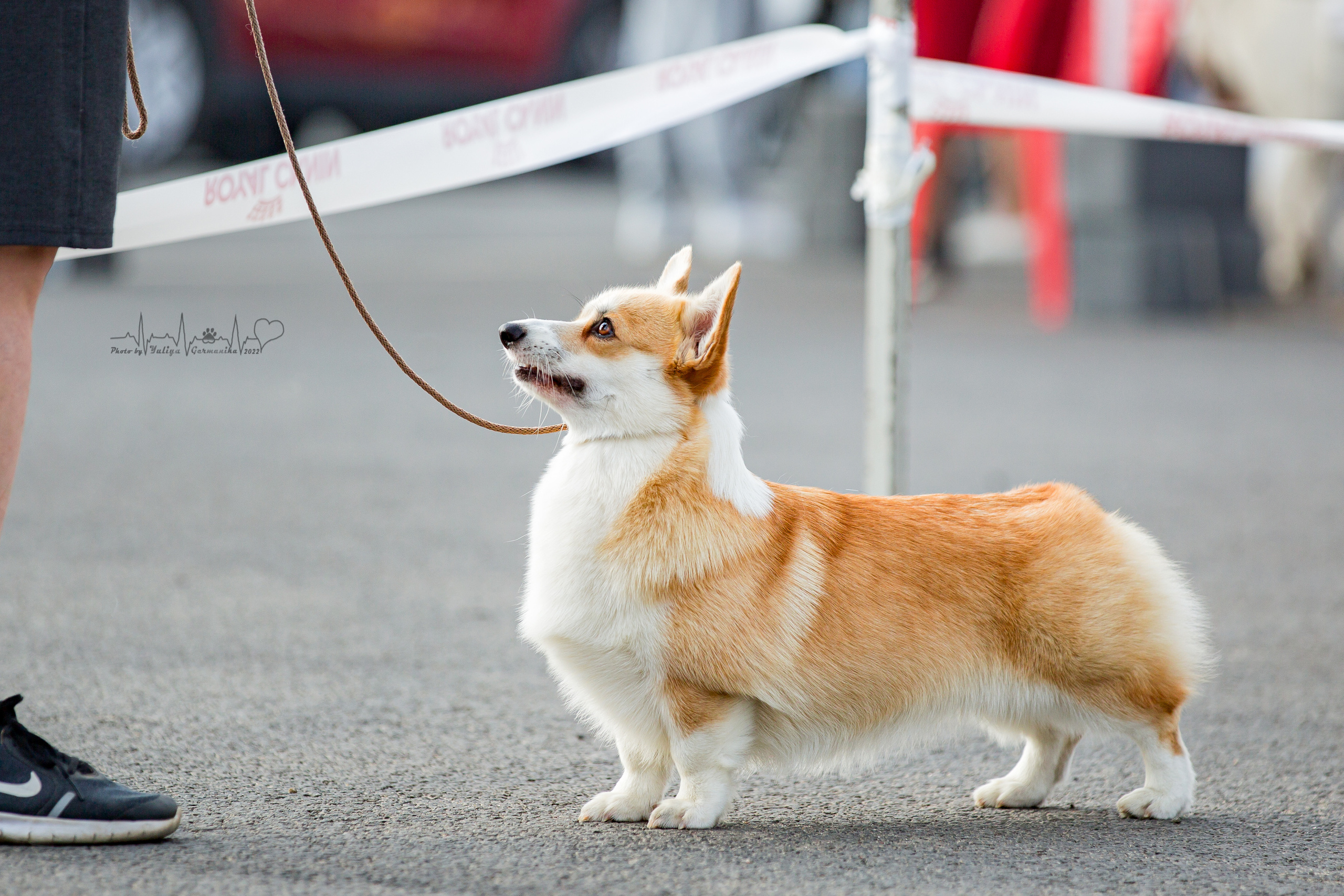 Сокольники 21.08,Сергиев Посад 27-28.08 2022. Фотограф-анималист Юлия Германика