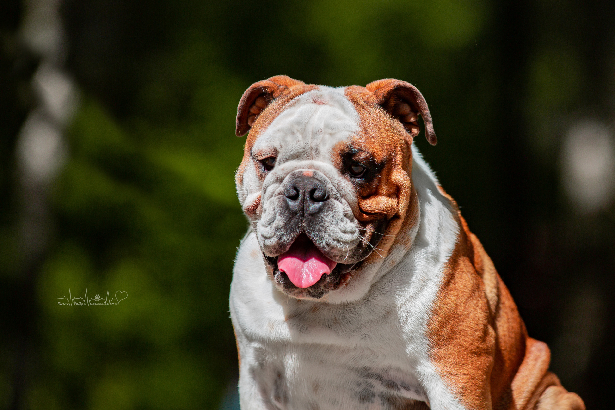 Ховрино 31.07,Чайна-Таун 6.08,Тверь 7.08. Фотограф-анималист Юлия Германика
