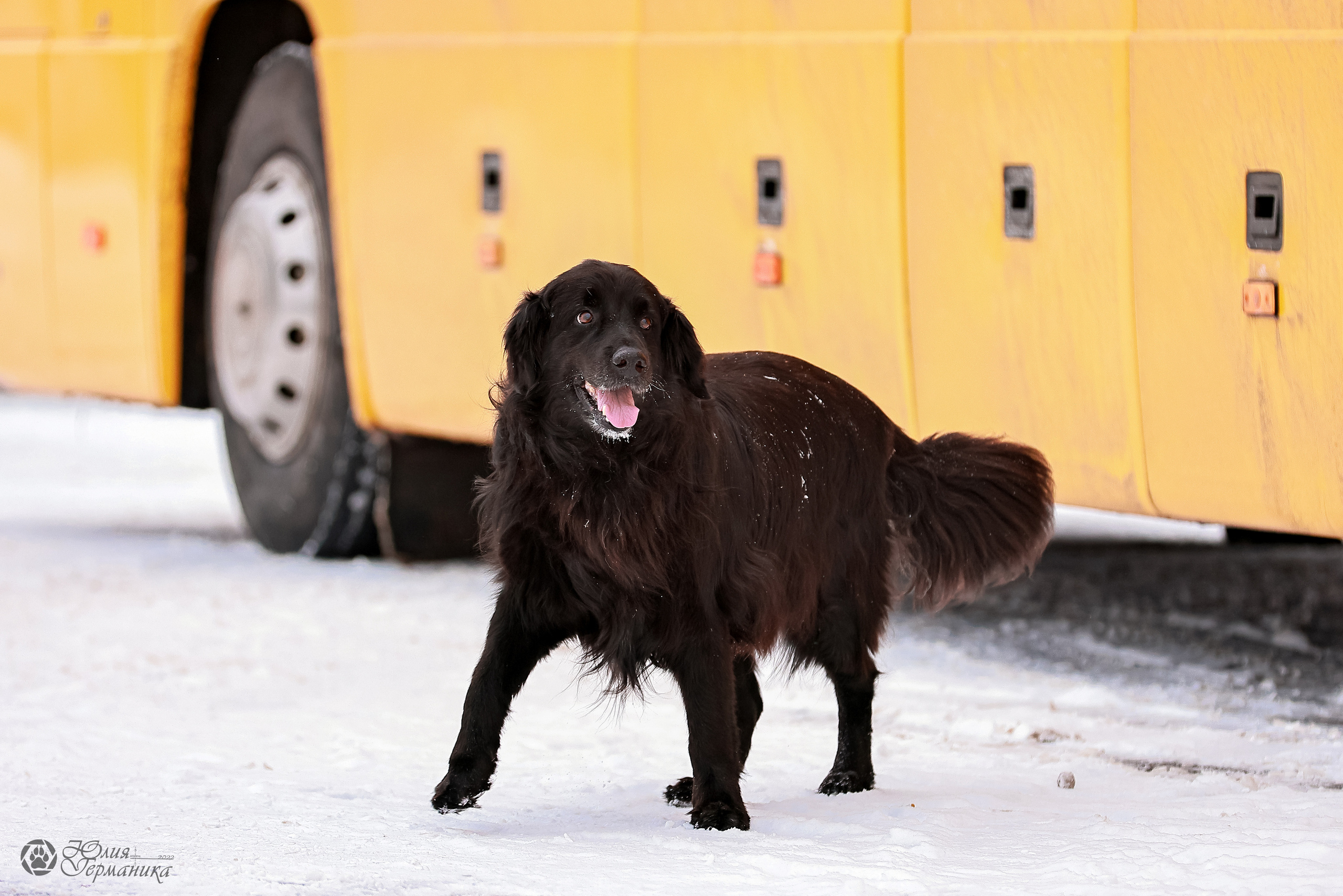 Минск 19-20.11.2022. Фотограф-анималист Юлия Германика