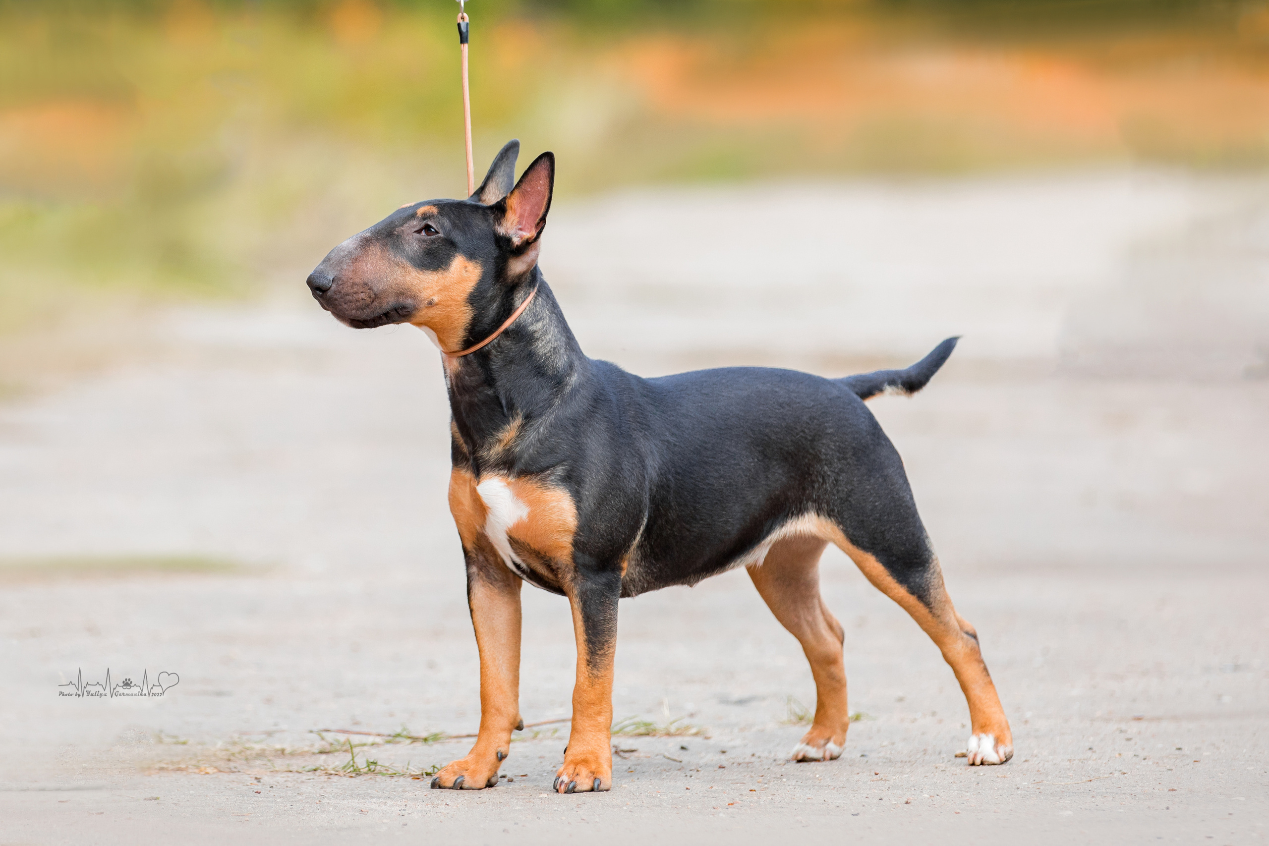 Тверь ЧРКФ 18.09.2022. Фотограф-анималист Юлия Германика