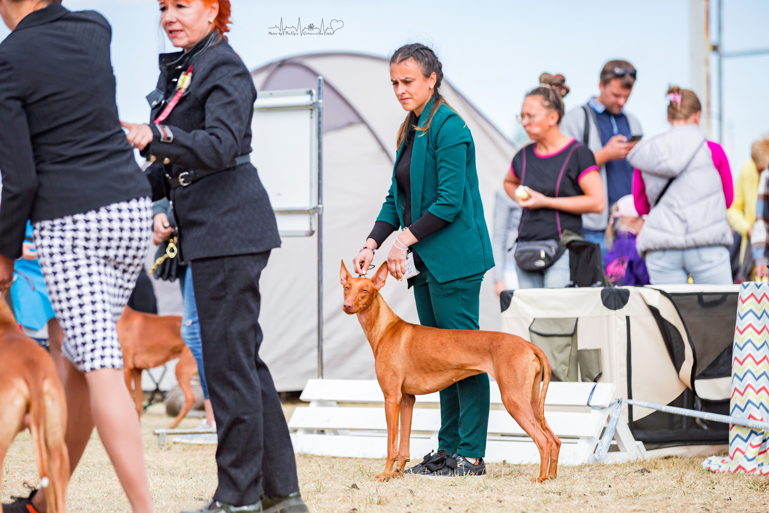 Минск 2хCACIB 3-4.09.2022. Фотограф-анималист Юлия Германика
