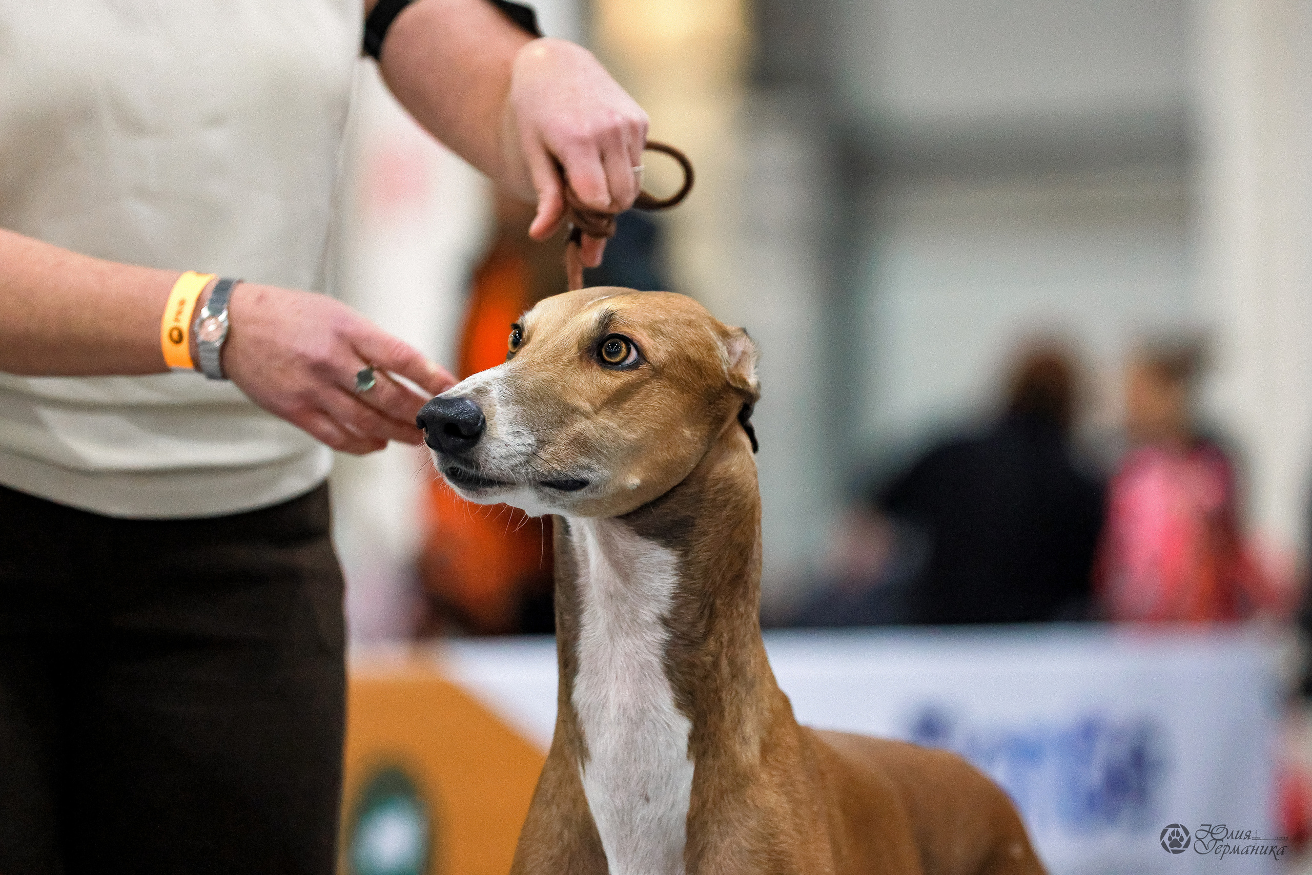 Россия 2020-2022 26-27.11.2022. Фотограф-анималист Юлия Германика