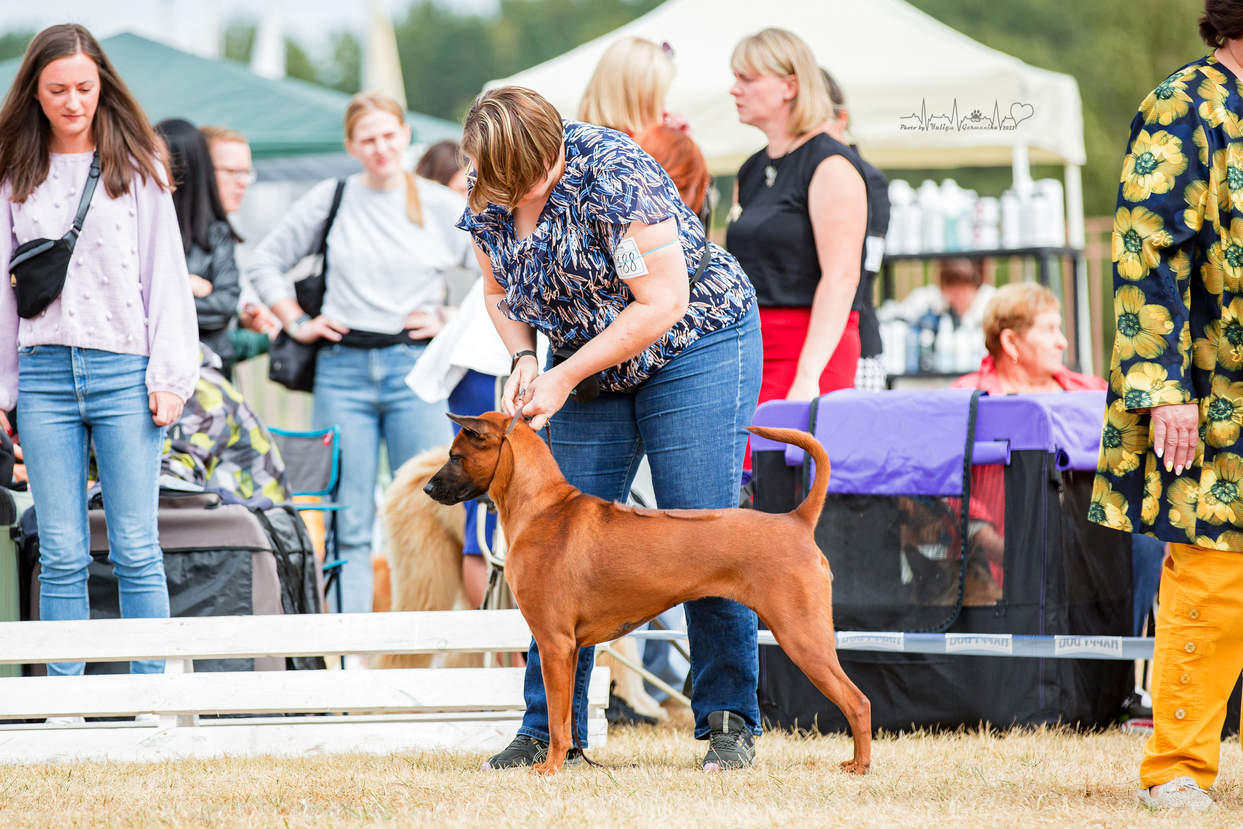 Минск 2хCACIB 3-4.09.2022. Фотограф-анималист Юлия Германика