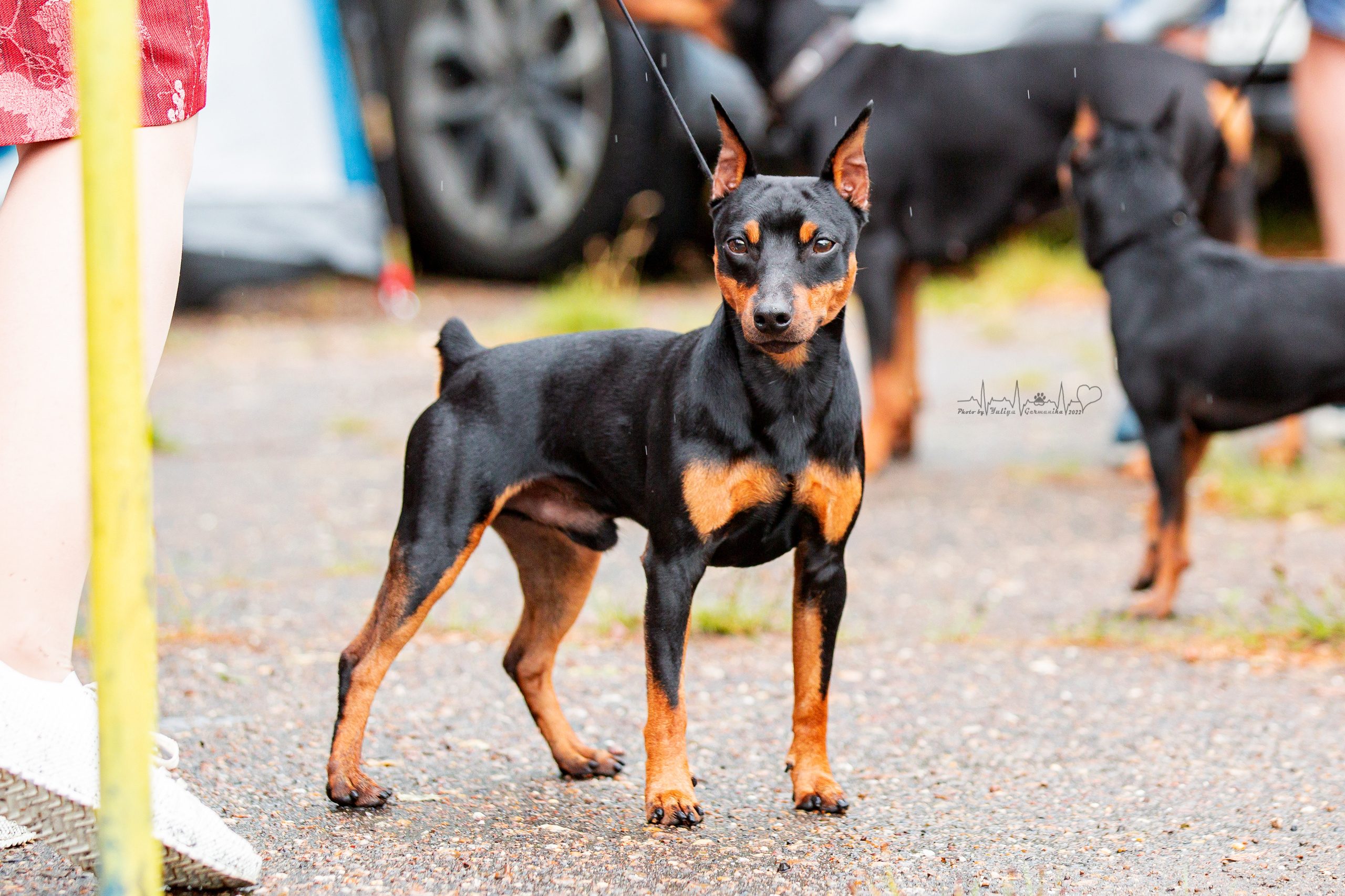 Ховрино 31.07,Чайна-Таун 6.08,Тверь 7.08. Фотограф-анималист Юлия Германика