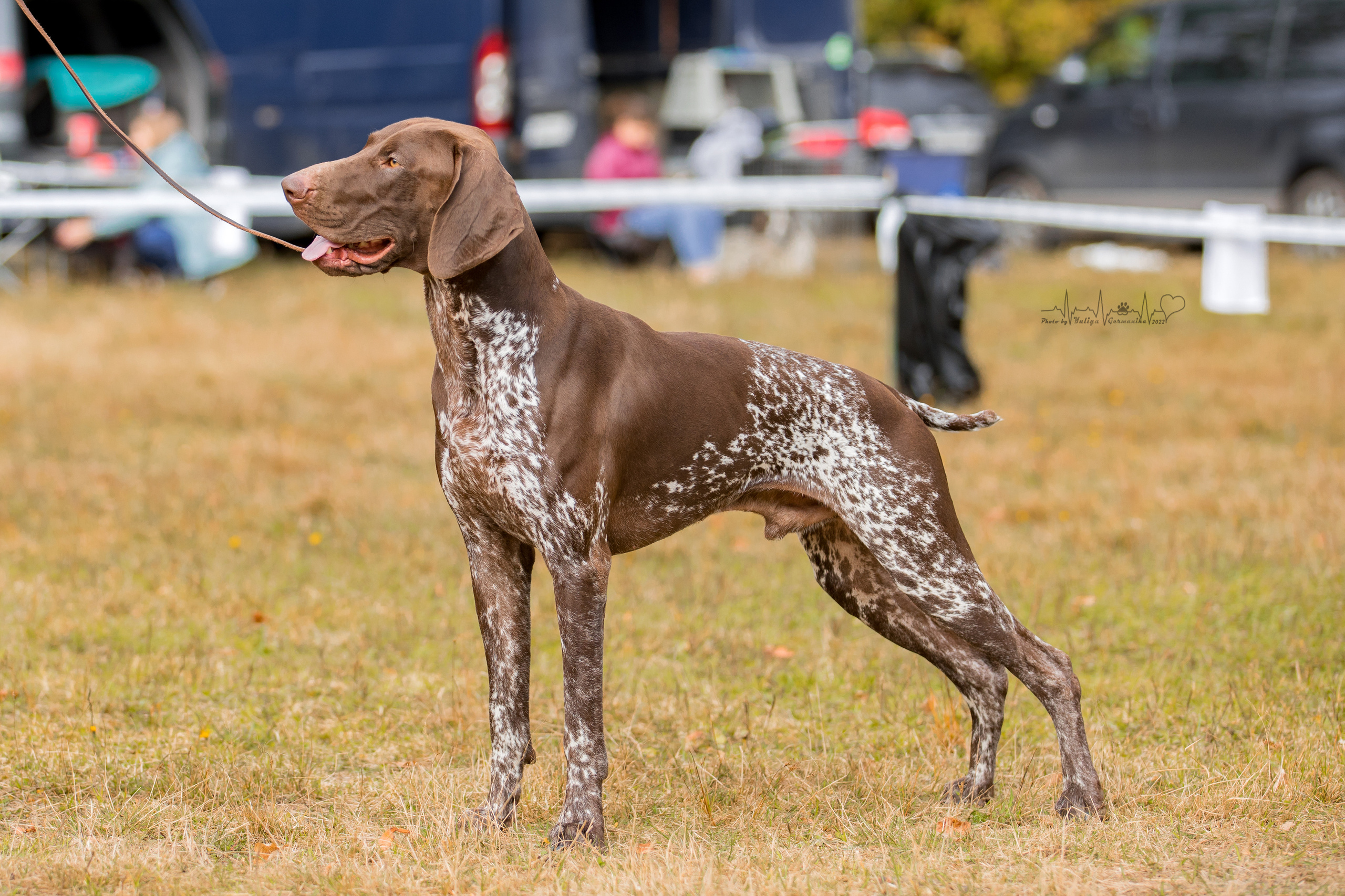 Пушкино ЧРКФ 17.09.2022. Фотограф-анималист Юлия Германика