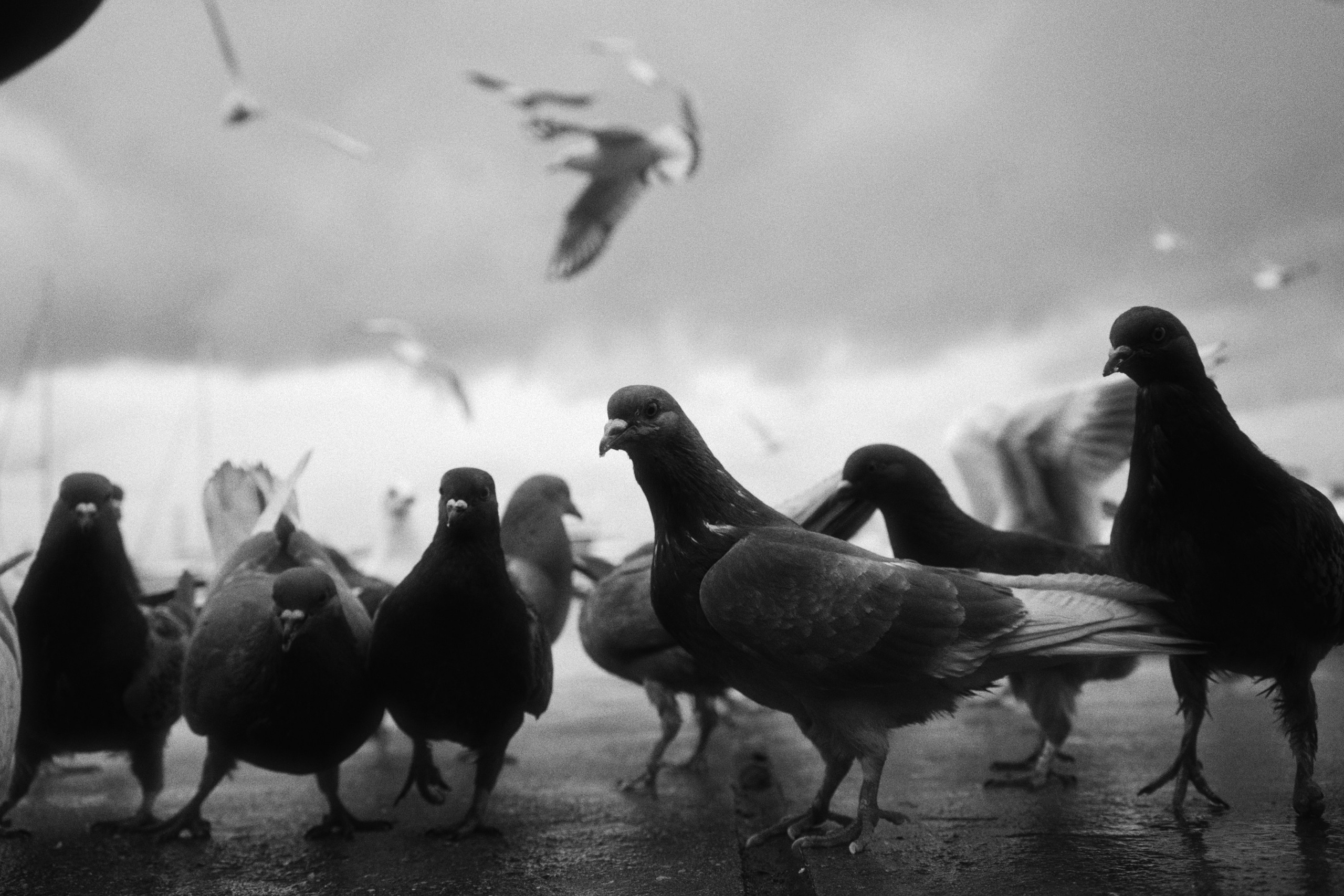 Sochi port (morskaya). Фотограф Юрин Евгений
