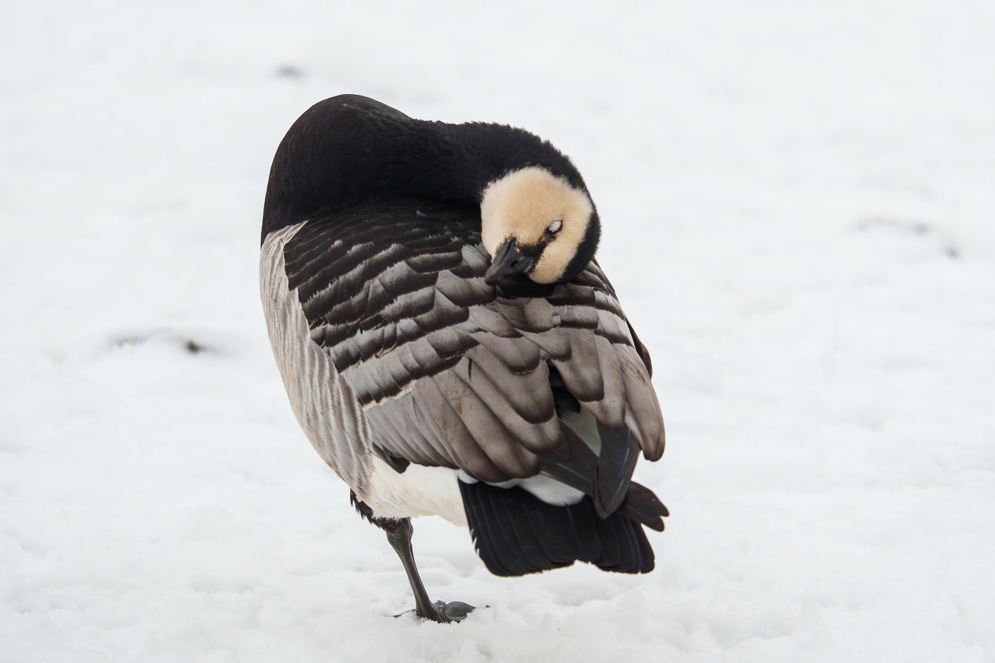 Удивительные мир птиц. Вокруг нас столько прекрасного — присмотритесь!. Ваш личный фотограф Марина Волкова