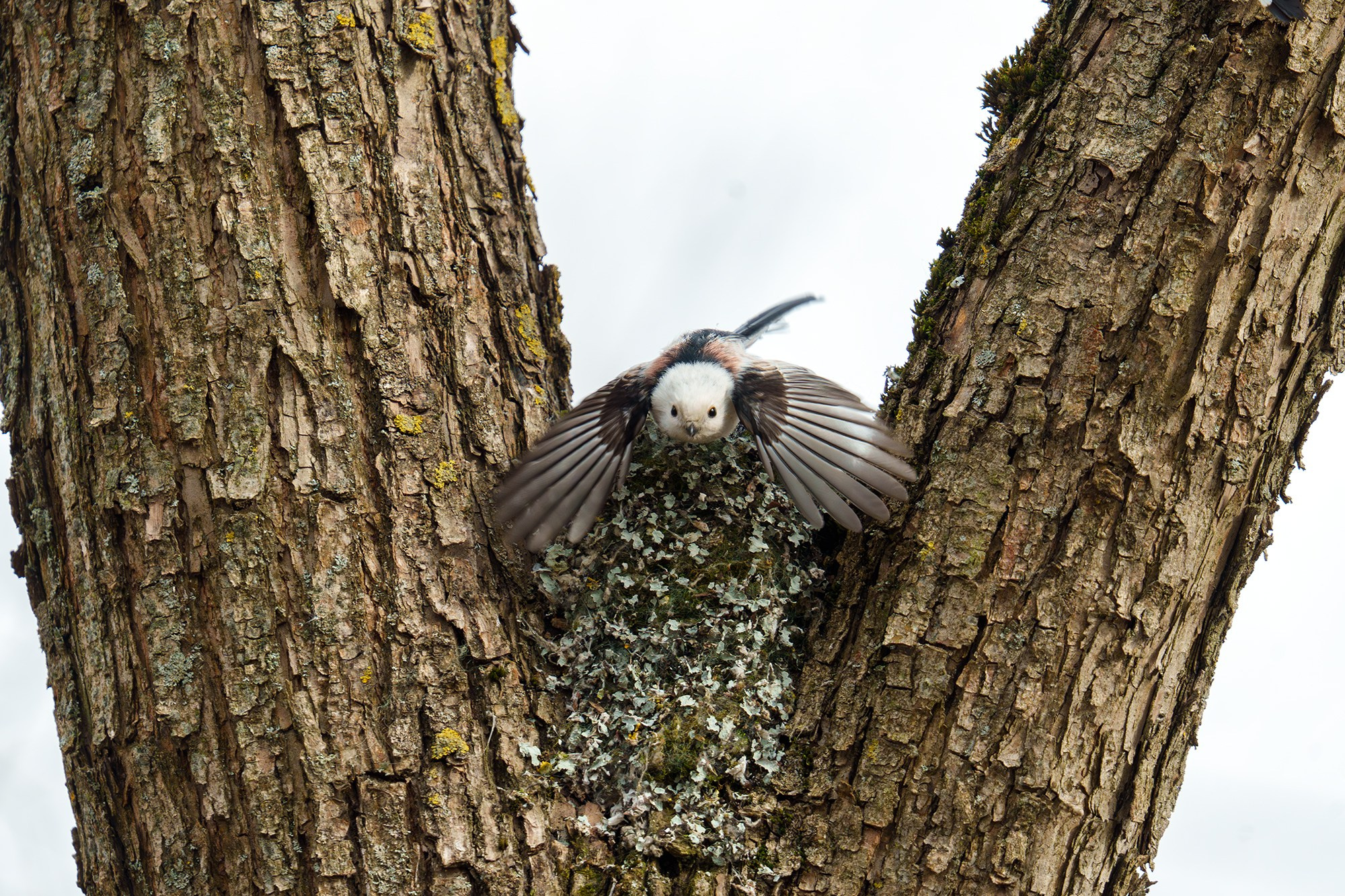 Удивительные мир птиц. Вокруг нас столько прекрасного — присмотритесь!. Ваш личный фотограф Марина Волкова