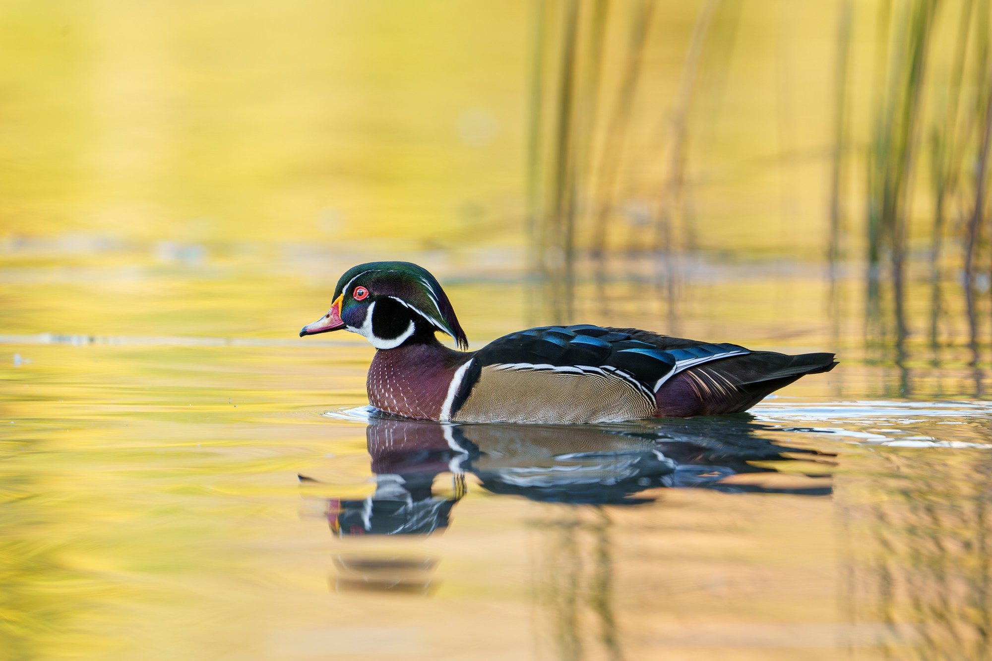 Удивительные мир птиц. Вокруг нас столько прекрасного — присмотритесь!. Ваш личный фотограф Марина Волкова