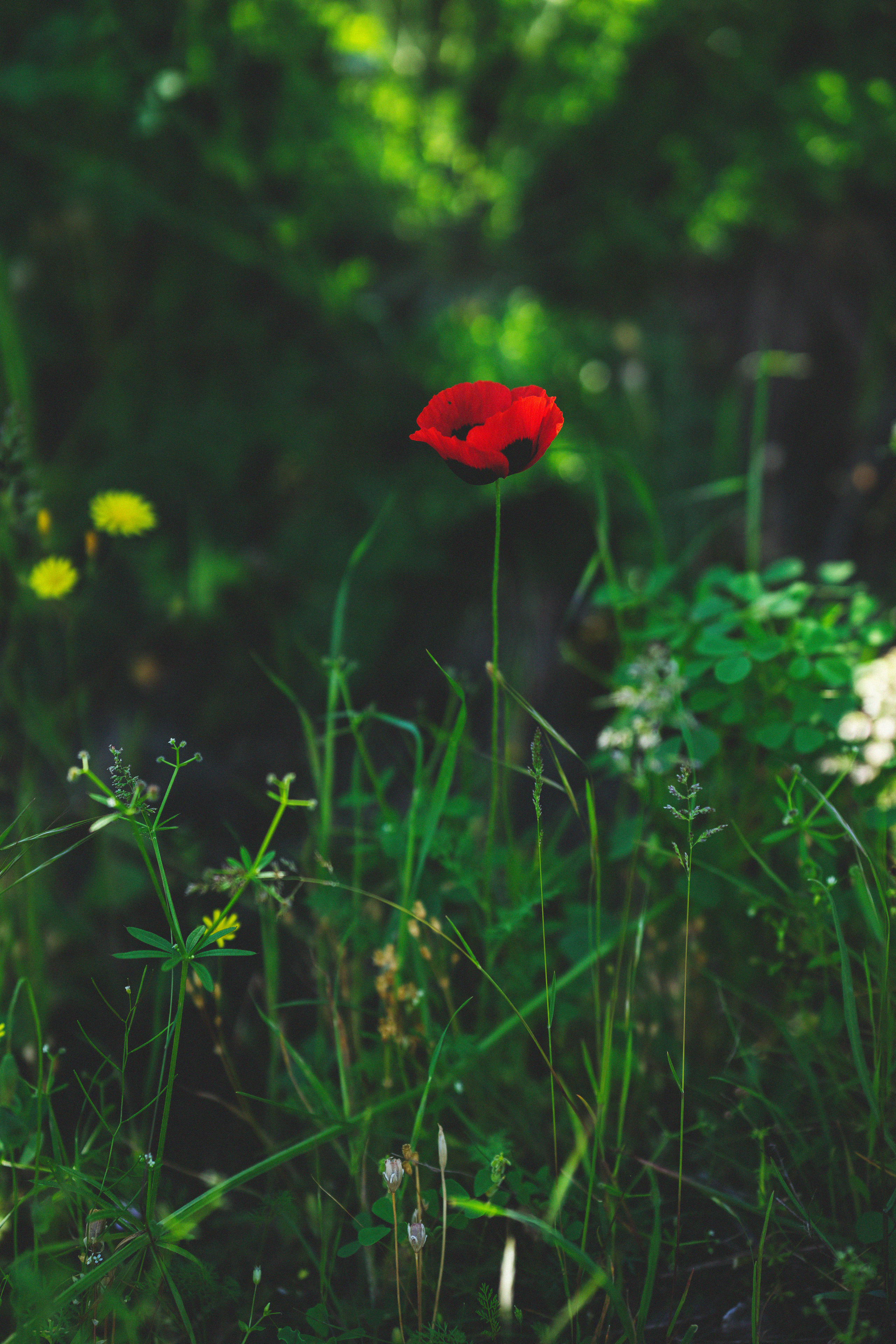 …история о листьях, маках, водопаде и Маше. Марковы: фото, видео, кино и книги