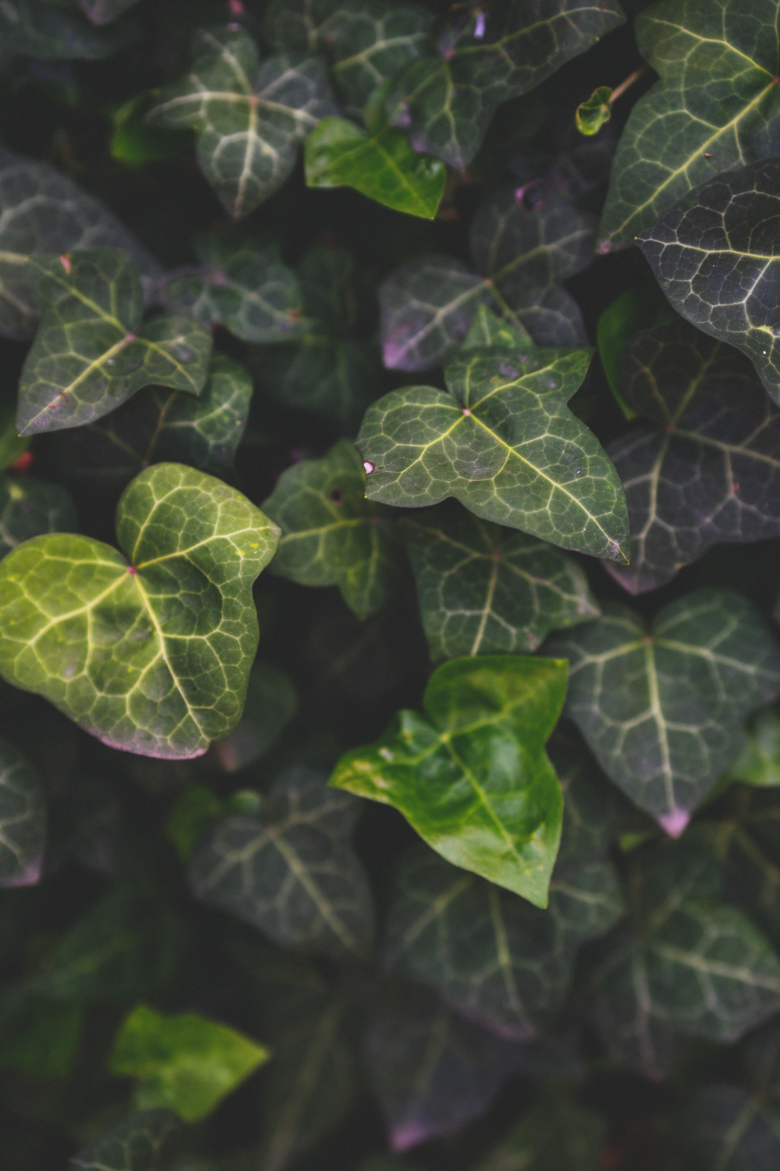 …история о листьях, маках, водопаде и Маше. Марковы: фото, видео, кино и книги