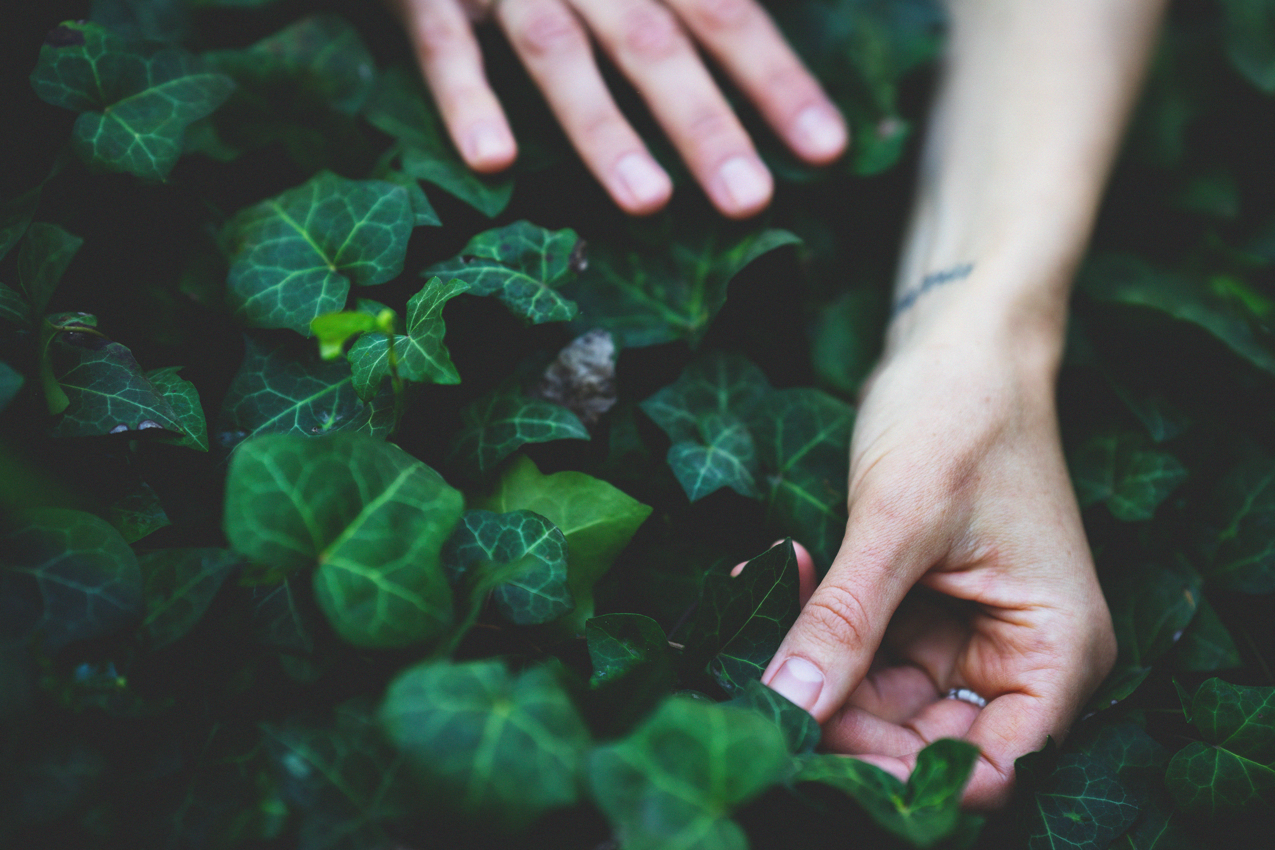 …история о листьях, маках, водопаде и Маше. Марковы: фото, видео, кино и книги