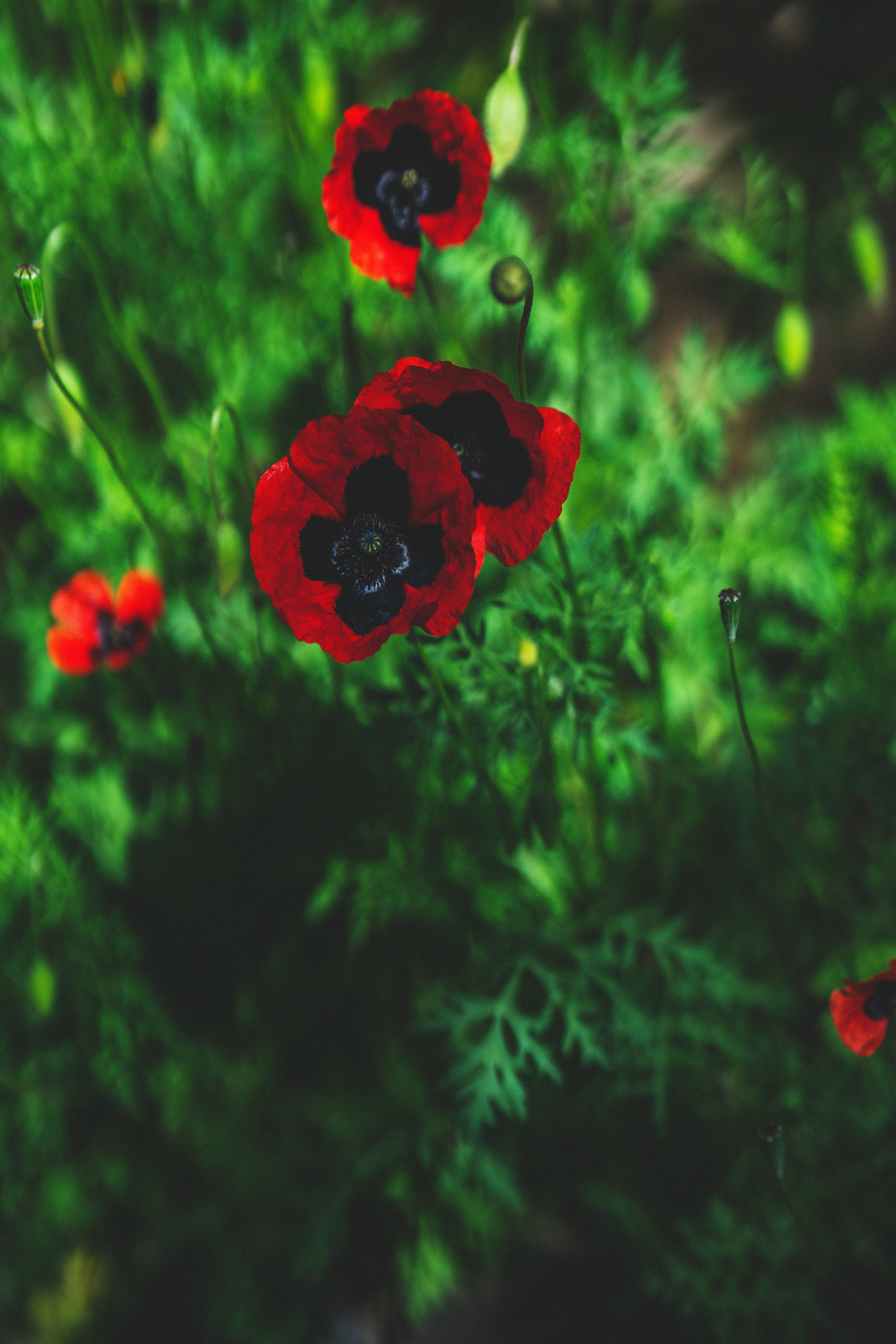 …история о листьях, маках, водопаде и Маше. Марковы: фото, видео, кино и книги