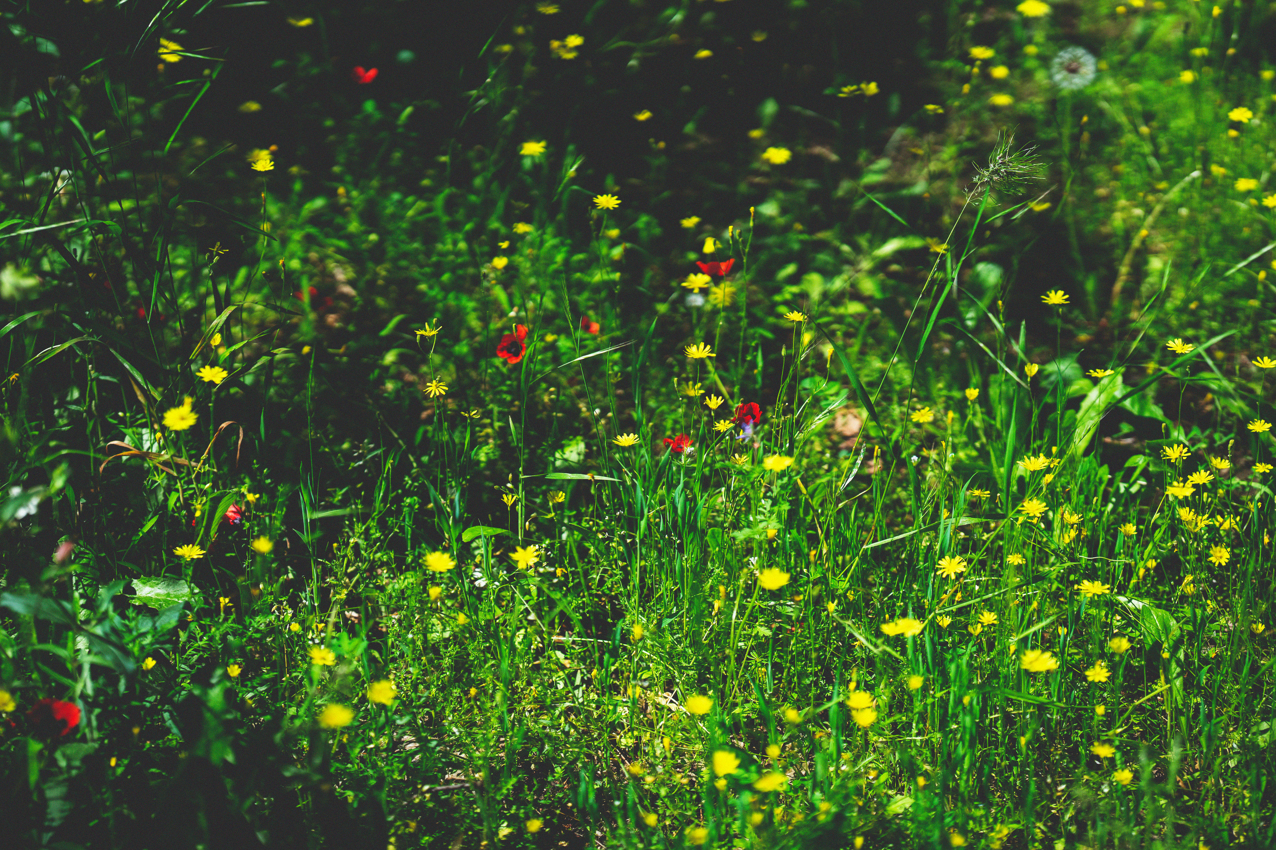 …история о листьях, маках, водопаде и Маше. Марковы: фото, видео, кино и книги