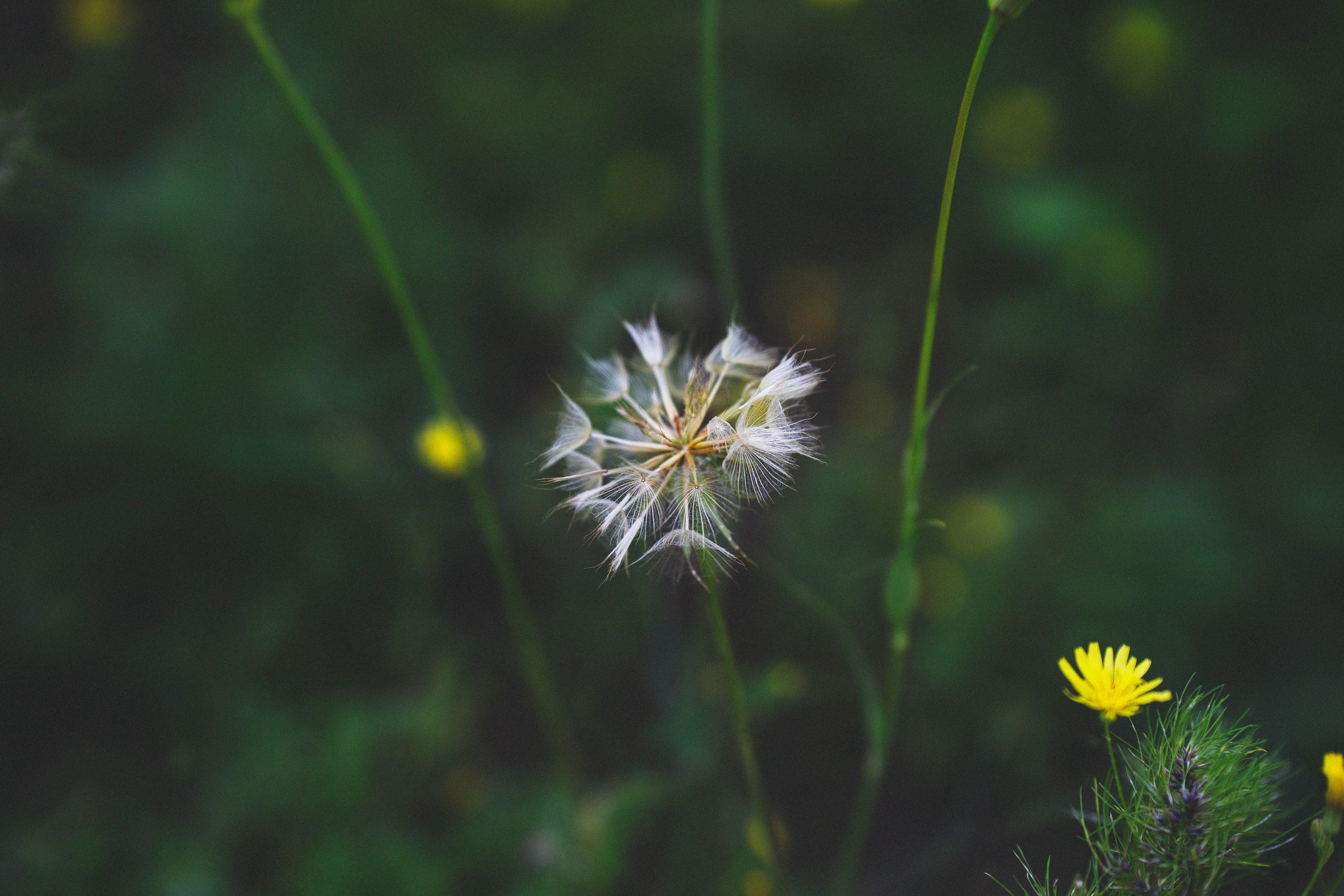 …история о листьях, маках, водопаде и Маше. Марковы: фото, видео, кино и книги