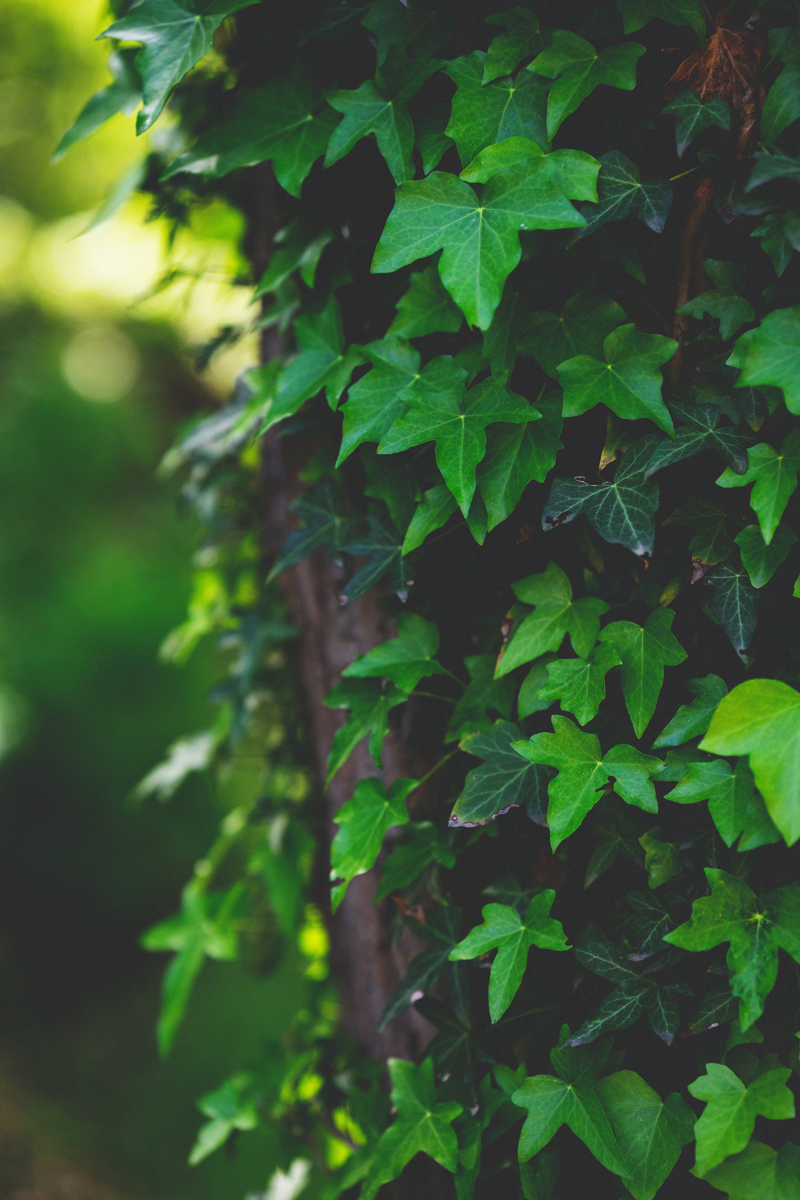 …история о листьях, маках, водопаде и Маше. Марковы: фото, видео, кино и книги