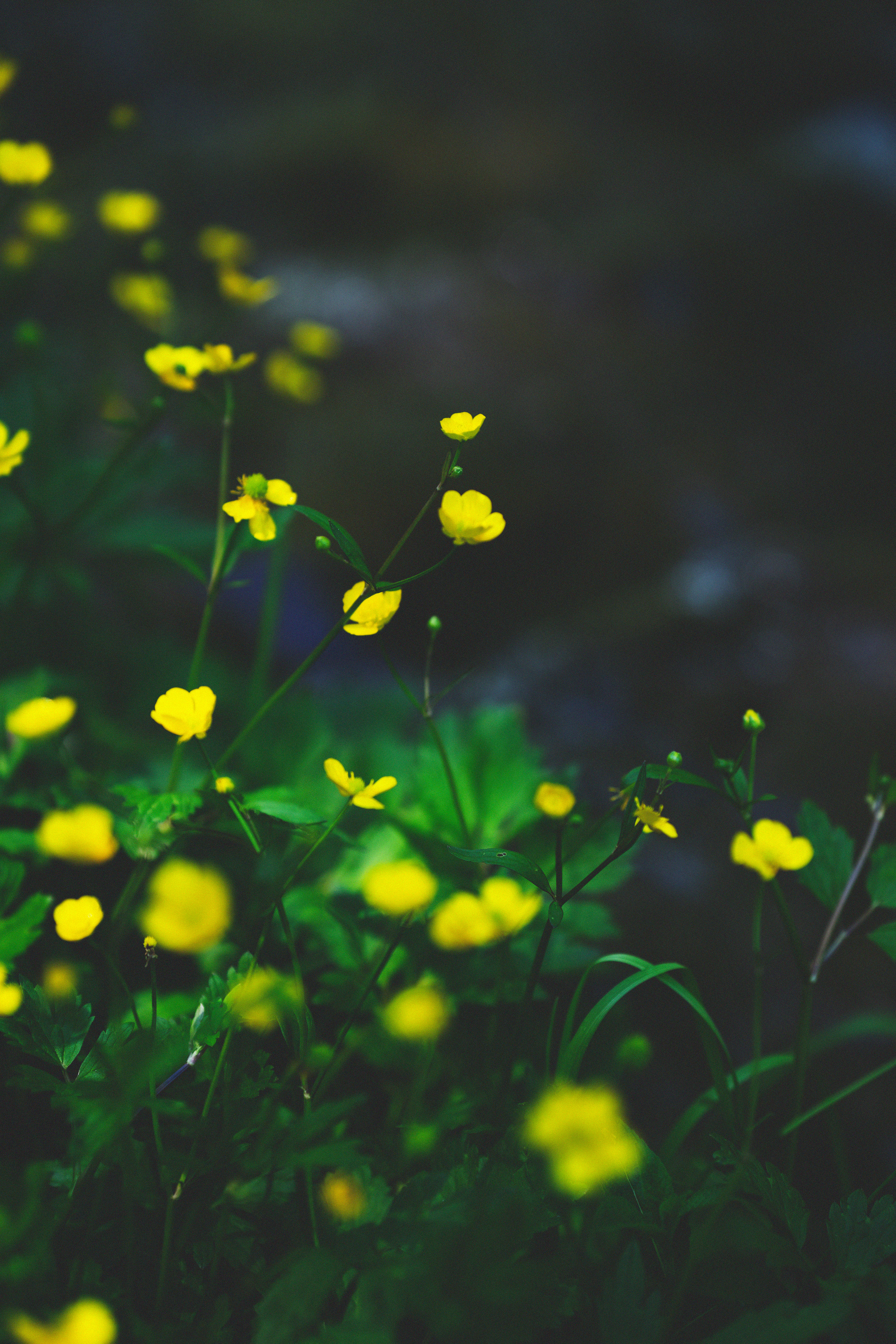 …история о листьях, маках, водопаде и Маше. Марковы: фото, видео, кино и книги