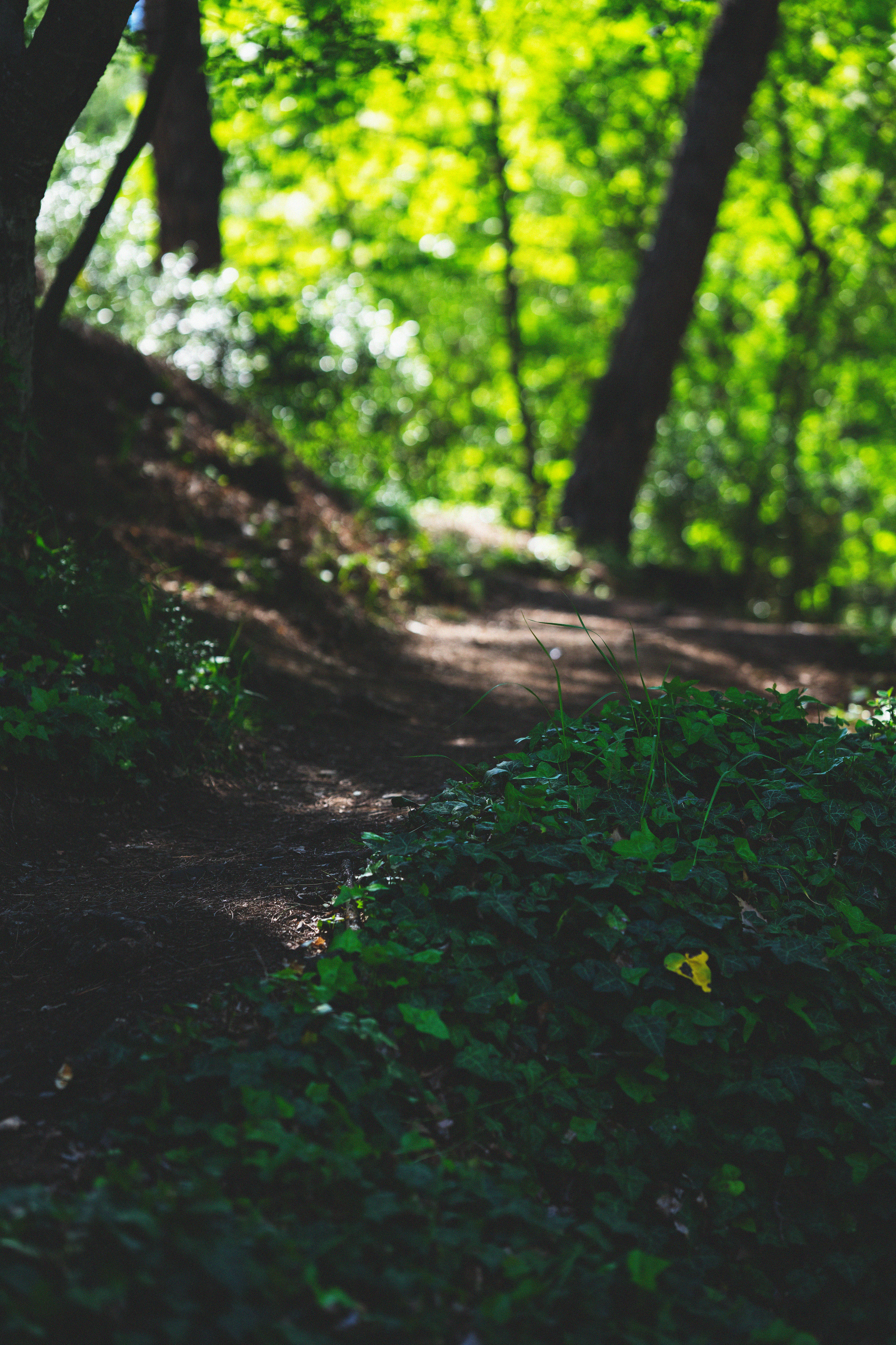 …история о листьях, маках, водопаде и Маше. Марковы: фото, видео, кино и книги