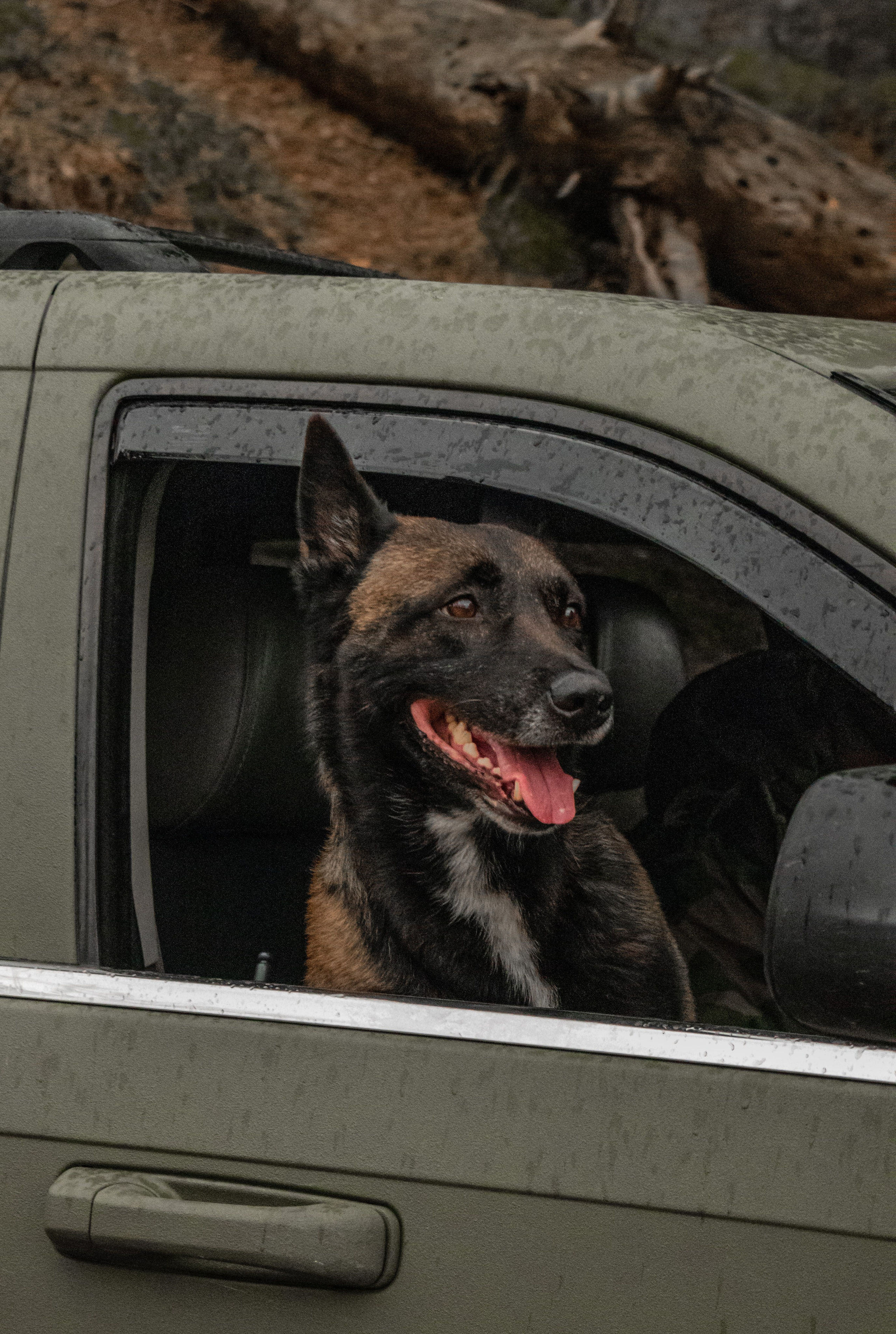 Photoshoot with a dog in Montenegro. Portrait photographer in Tivat Montenegro Katerina Kirsanova
