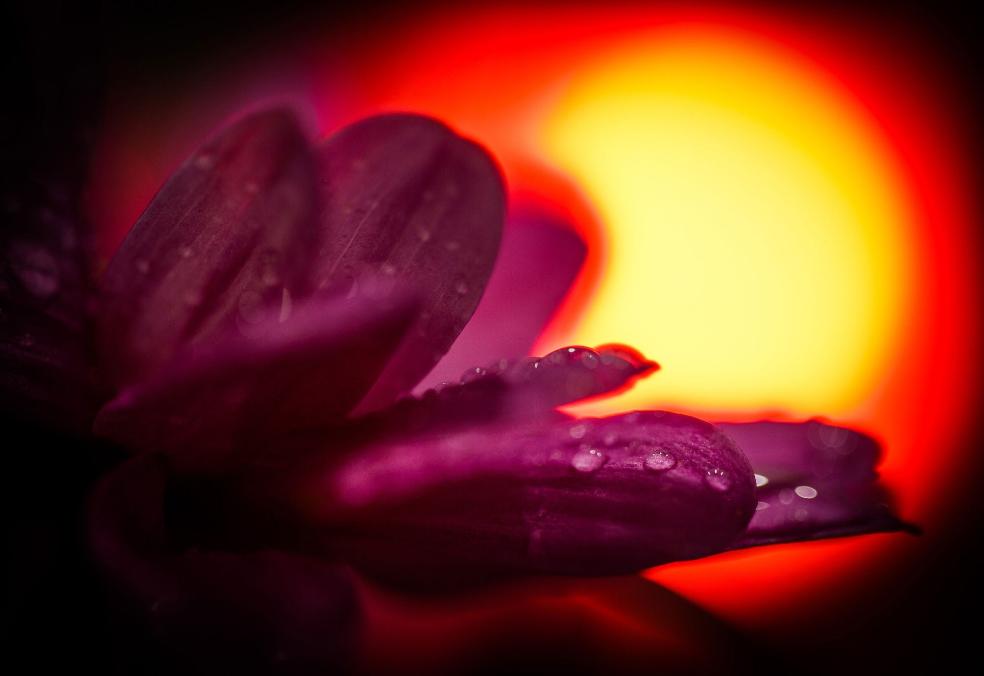 свадебный фотограф Геленджик