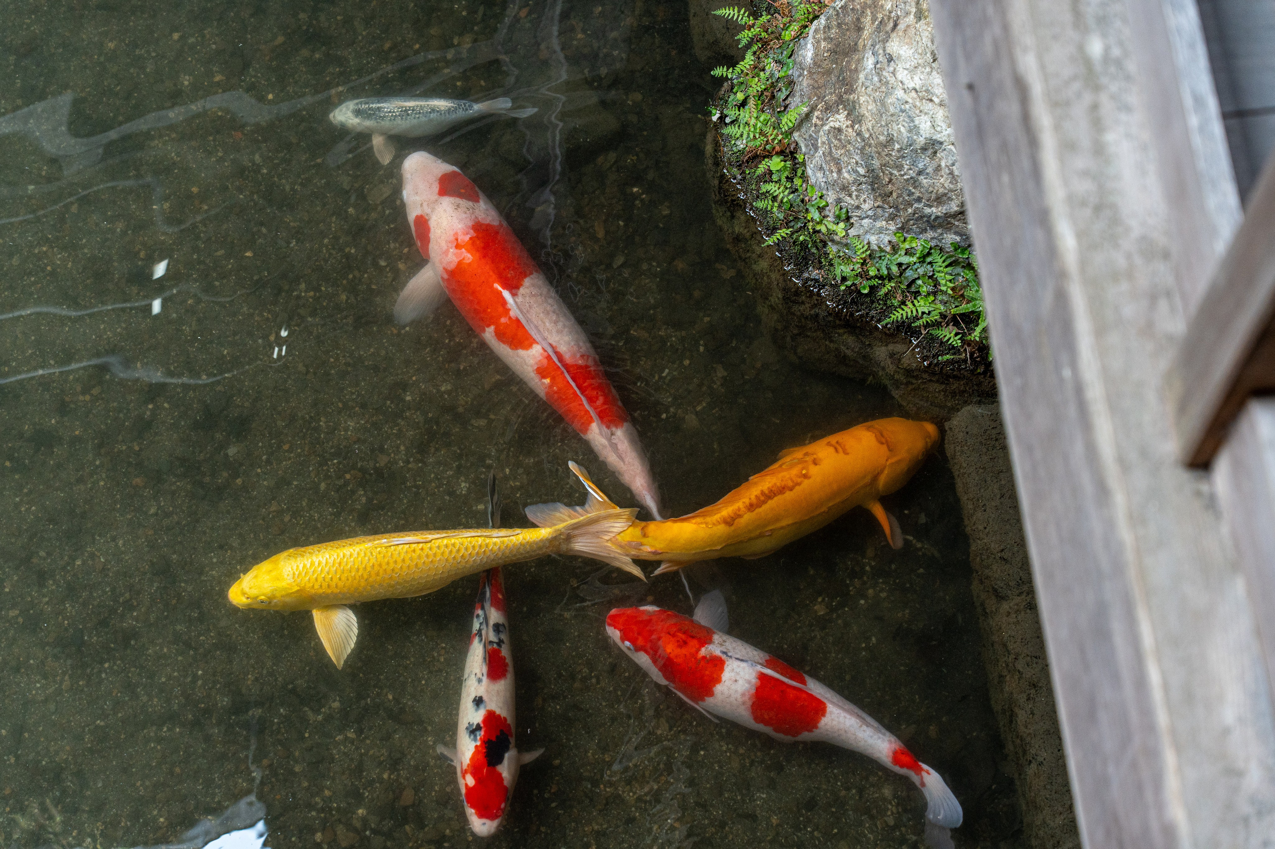 Япония, сакура. Творческие сьемки