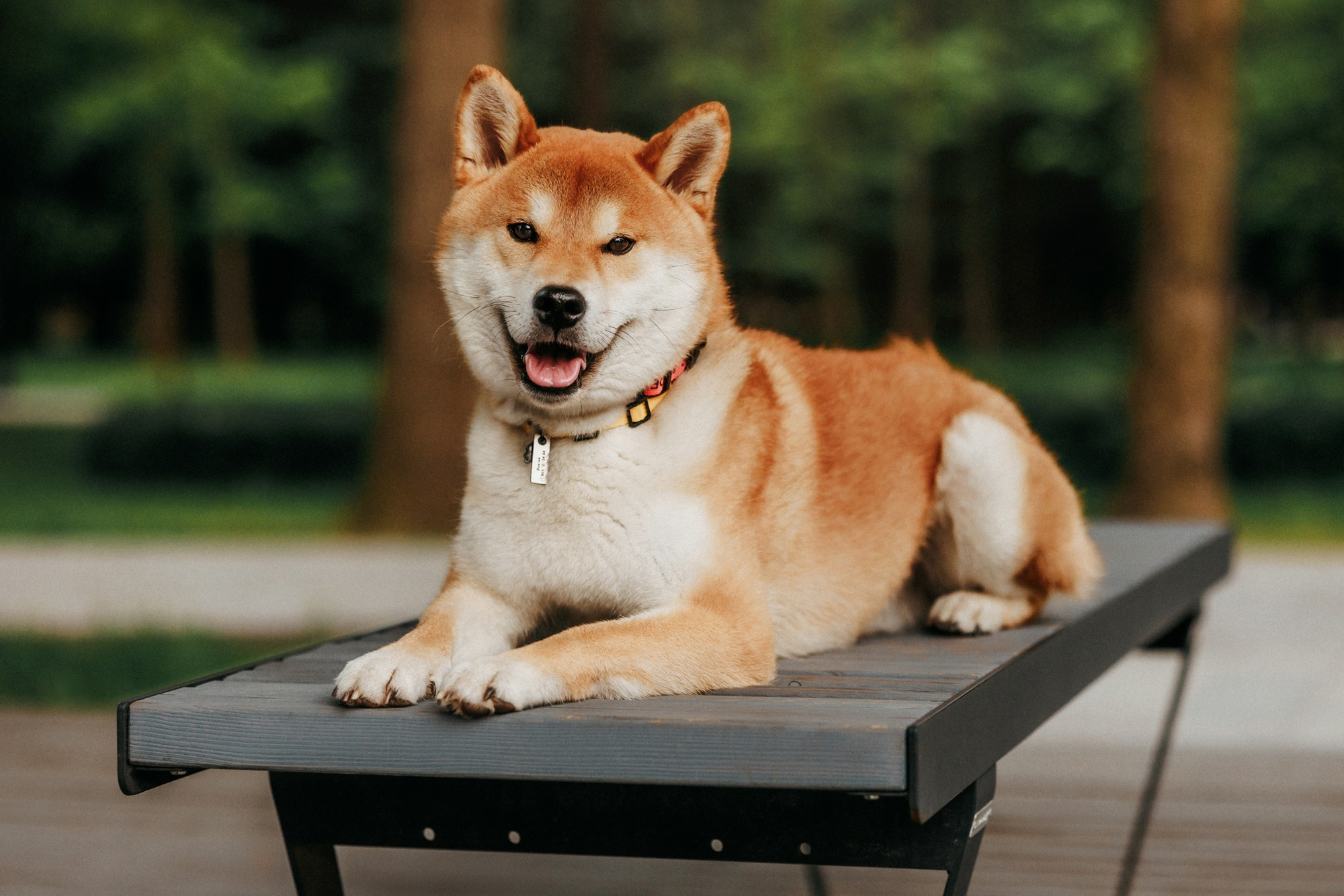 Аня, Влад и Ики. Фотограф-анималист Елена Радченко, Москва