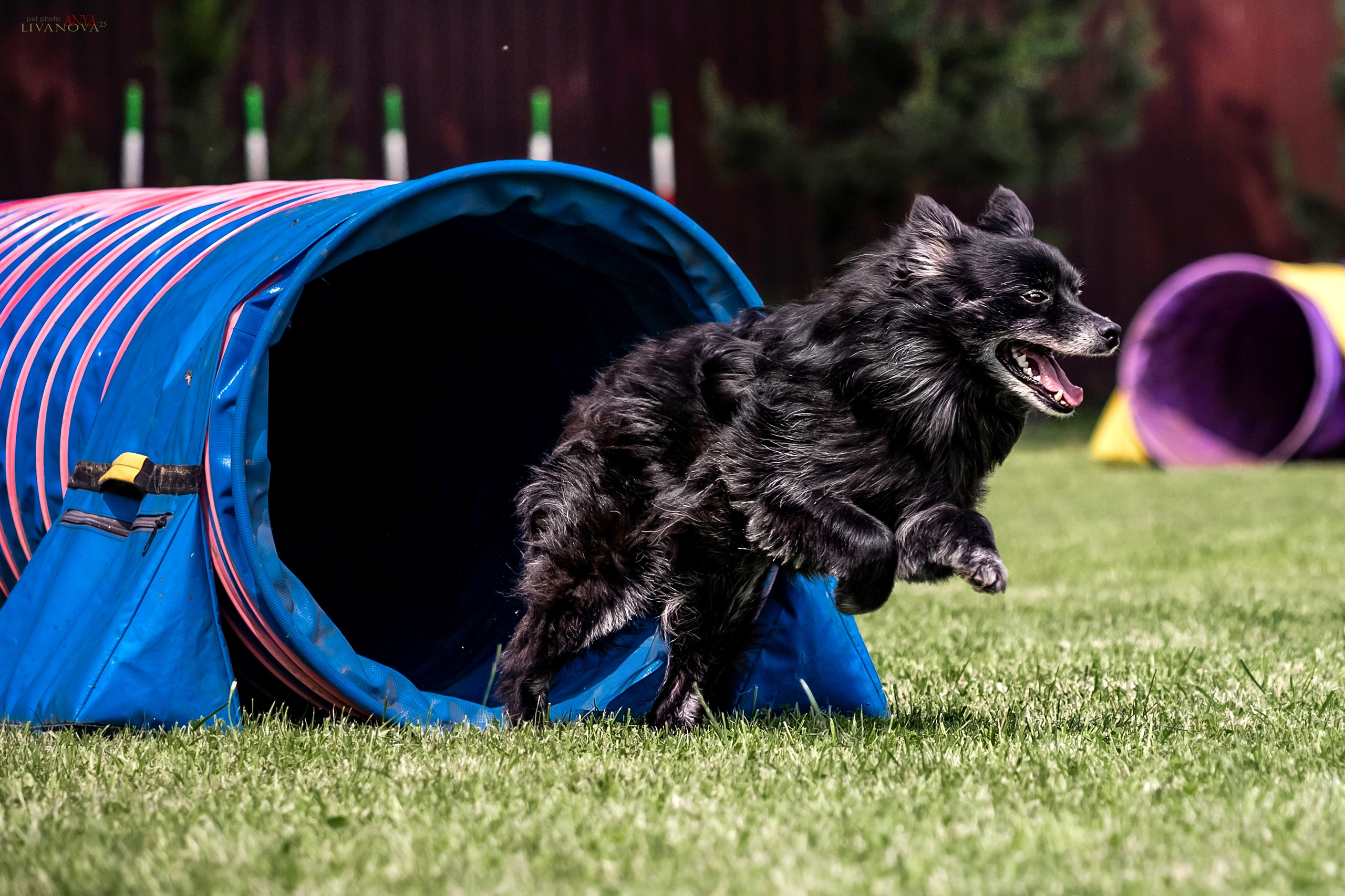 Аджилити Рыбинск. Фотограф анималист Аня Ливанова | Рыбинск