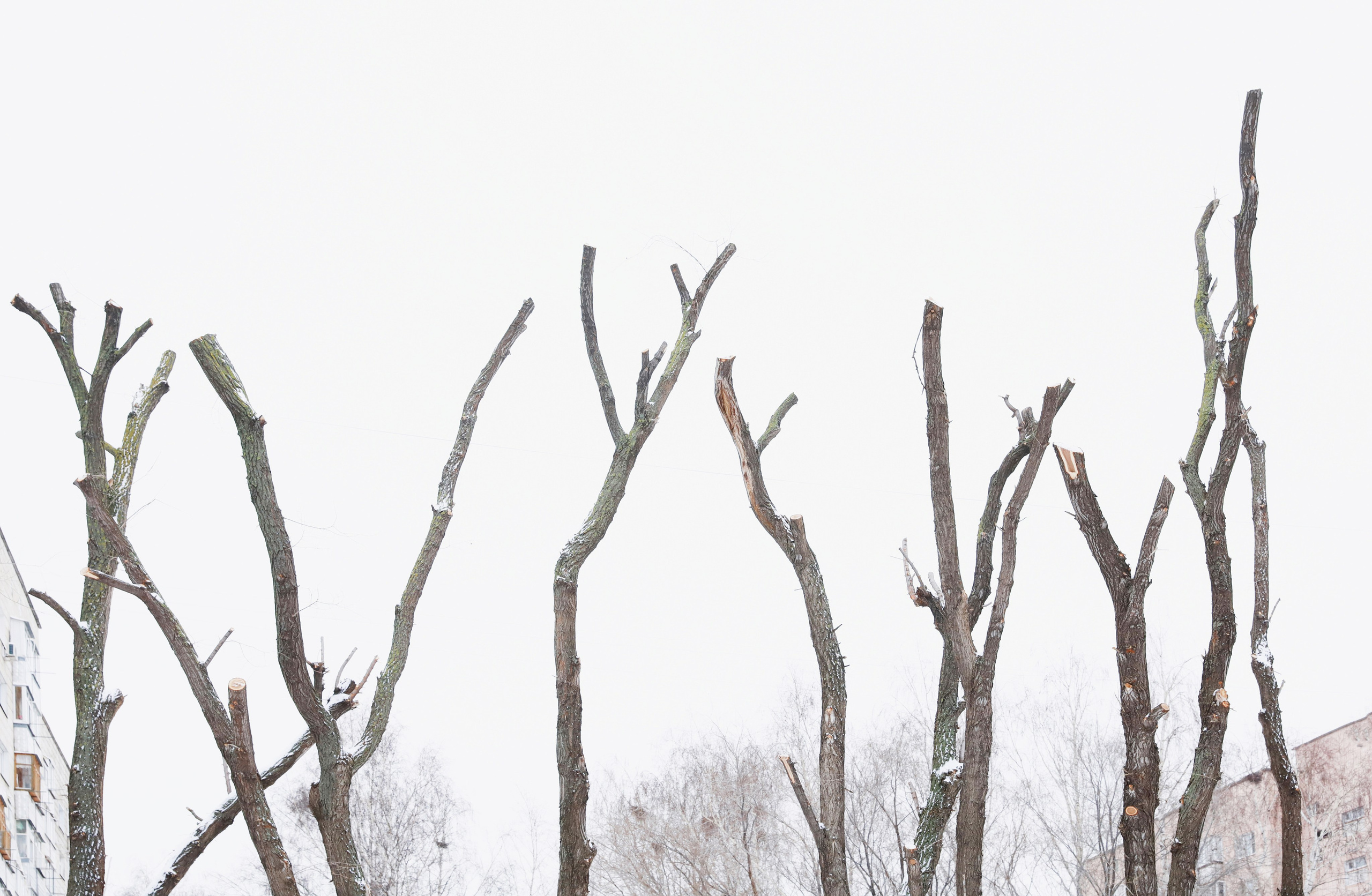 Кронирование. Главная