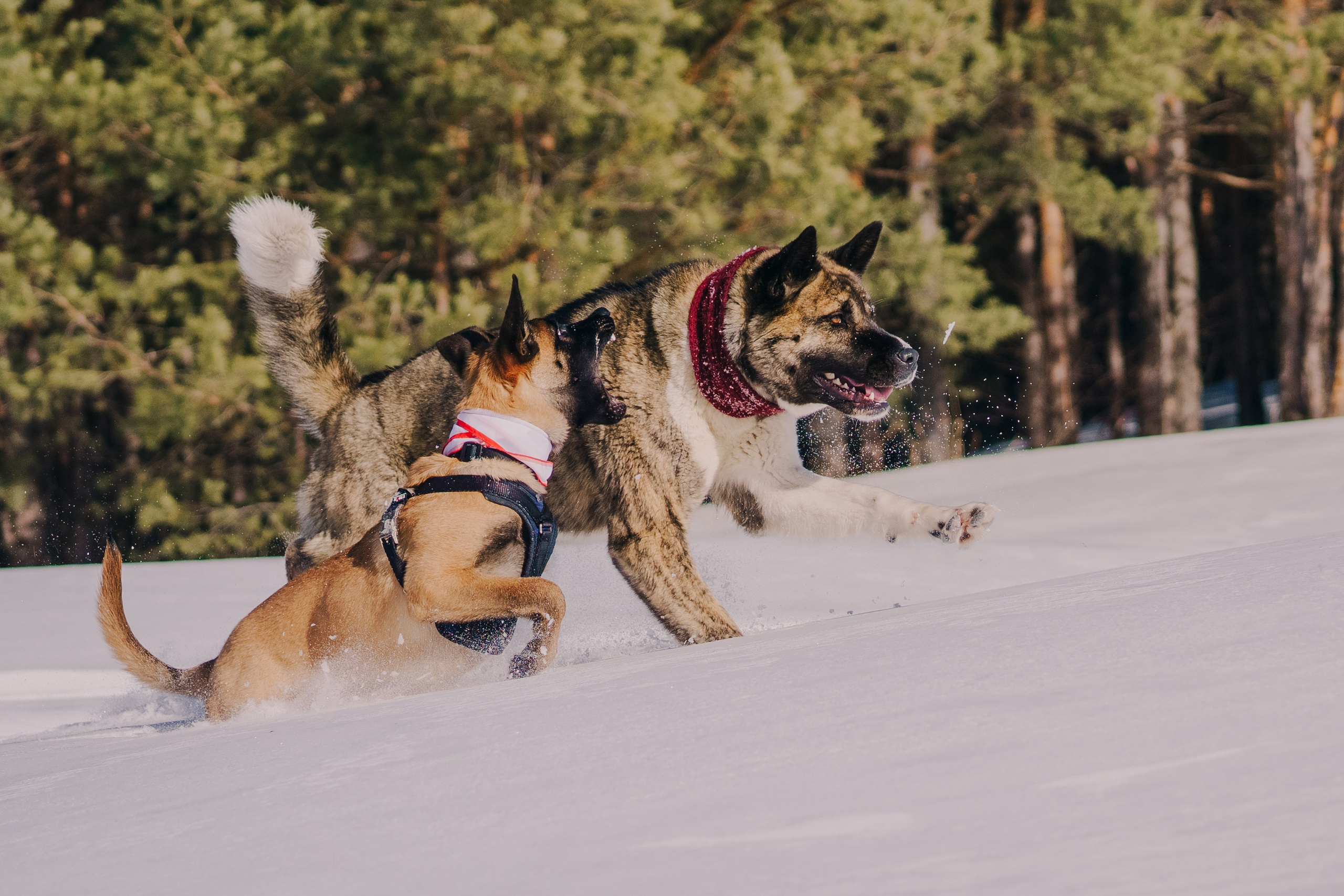 Life with dog. Saamill