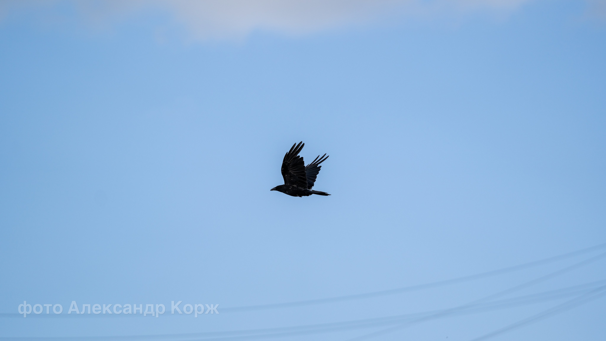 Животные. Фотографии и видеосъемка, Айхал, Удачный, Якутия. Фотографии Айхал