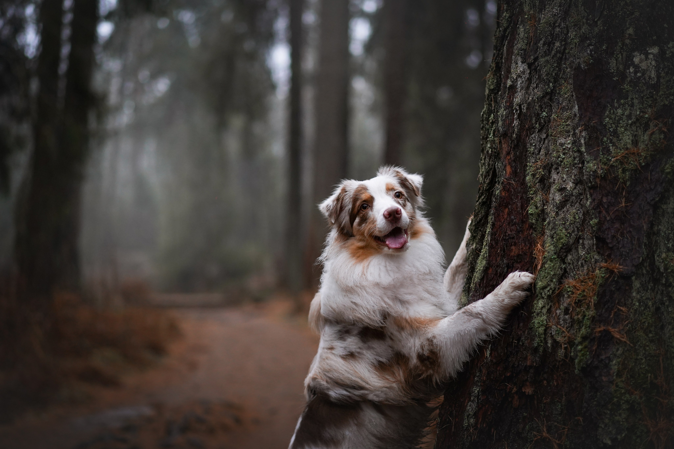 Панда Ноябрь. Фотограф-анималист в Санкт-Петербурге Яна Мартынова