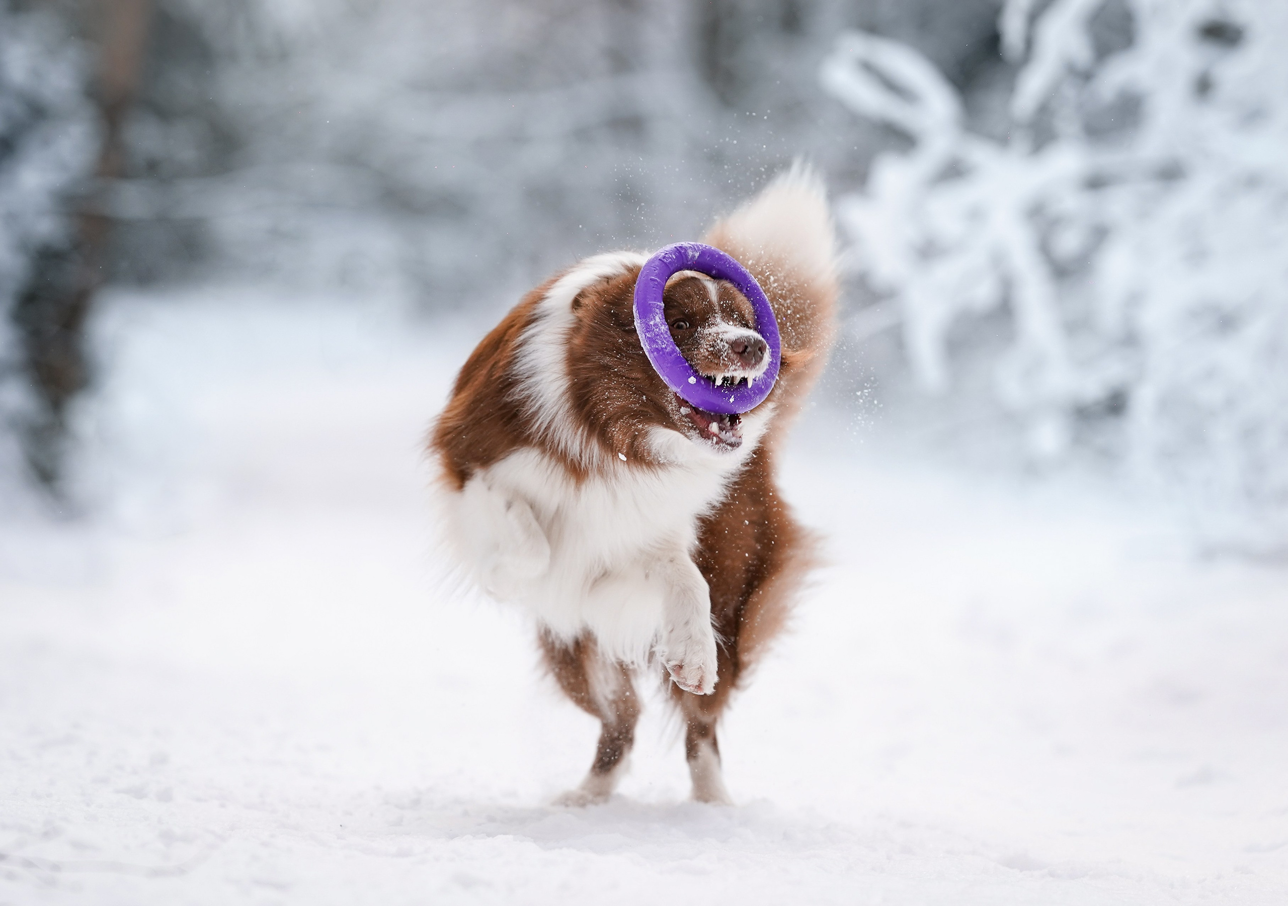 Катя и Ская. Фотограф-анималист в Санкт-Петербурге Яна Мартынова