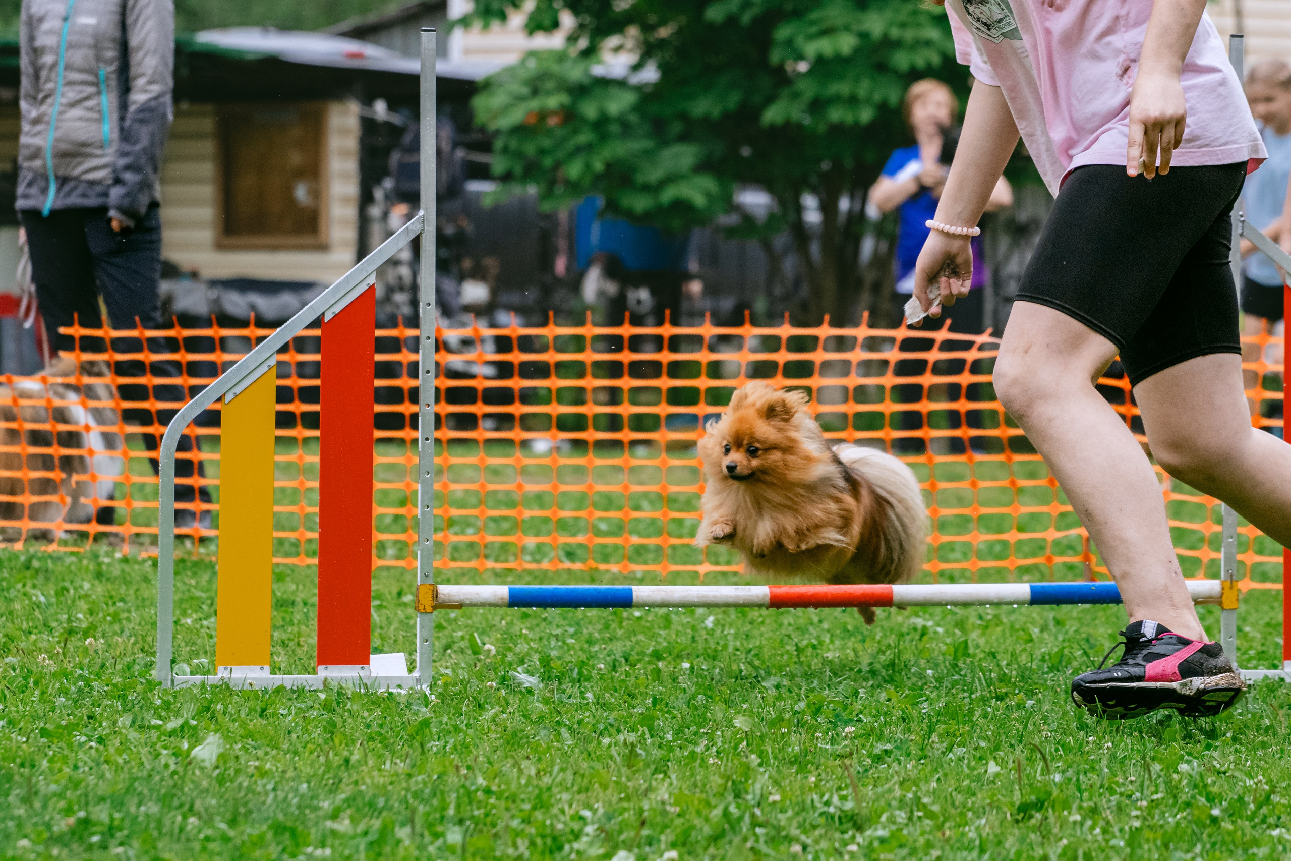 Соревнования по аджилити Долгопрудный 30.06.2025. Фотограф-анималист Татьяна Степанова
