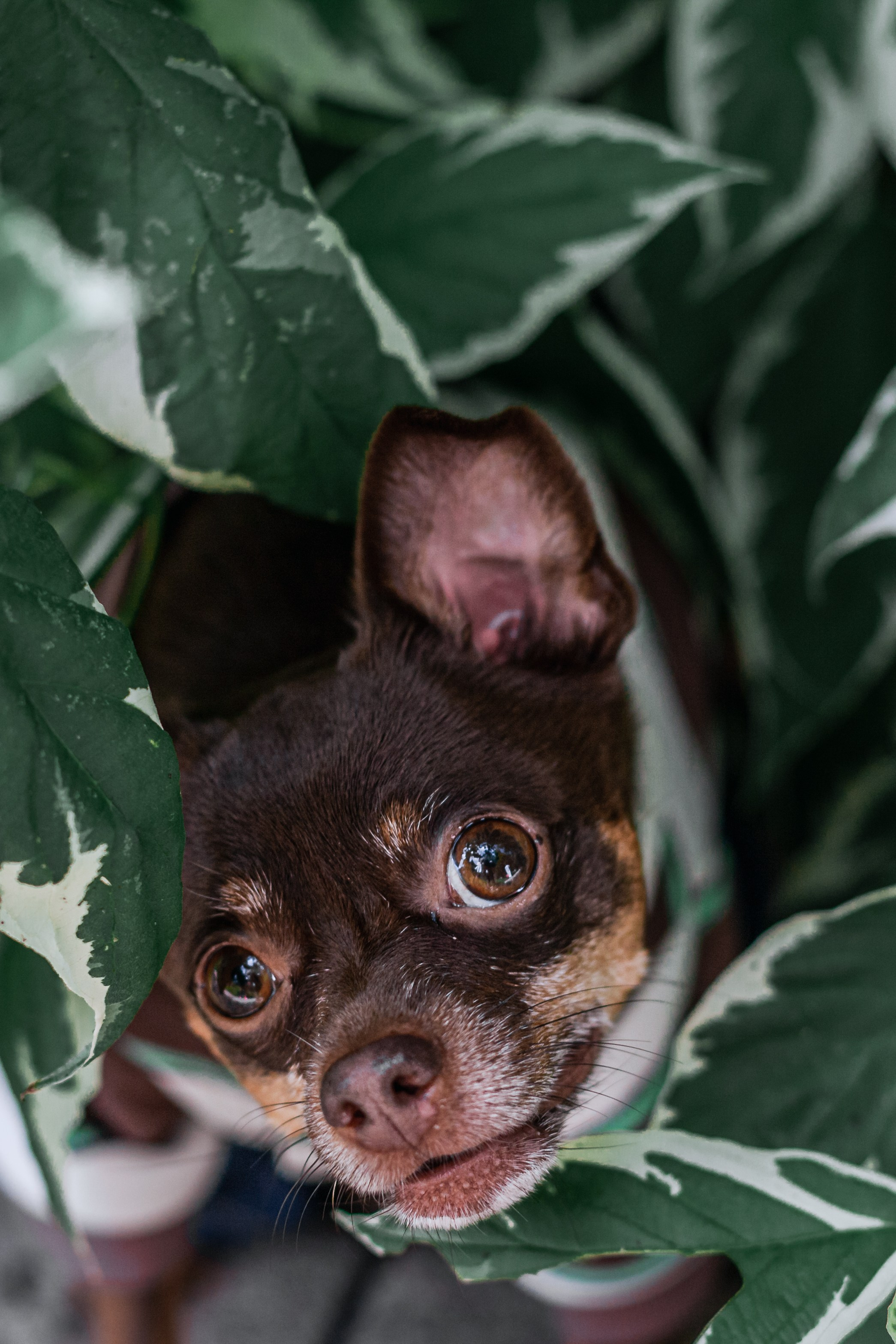 Восточный мост. Фотограф-анималист Татьяна Степанова
