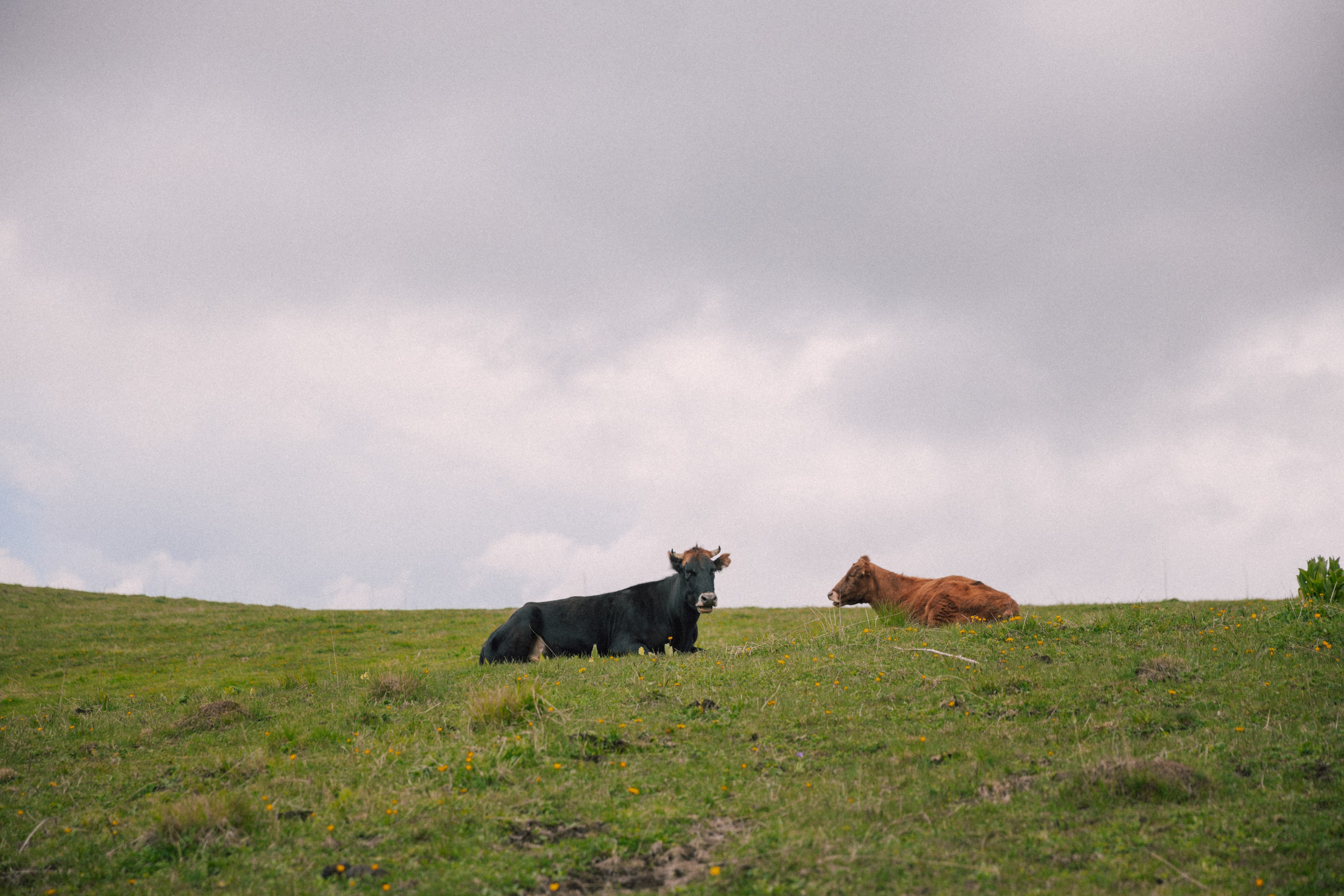 Ксюша и Никита. Фотограф Краснодар Юлия Бураченко Свадьбы Репортаж Семейные Индивидуальные съемки
