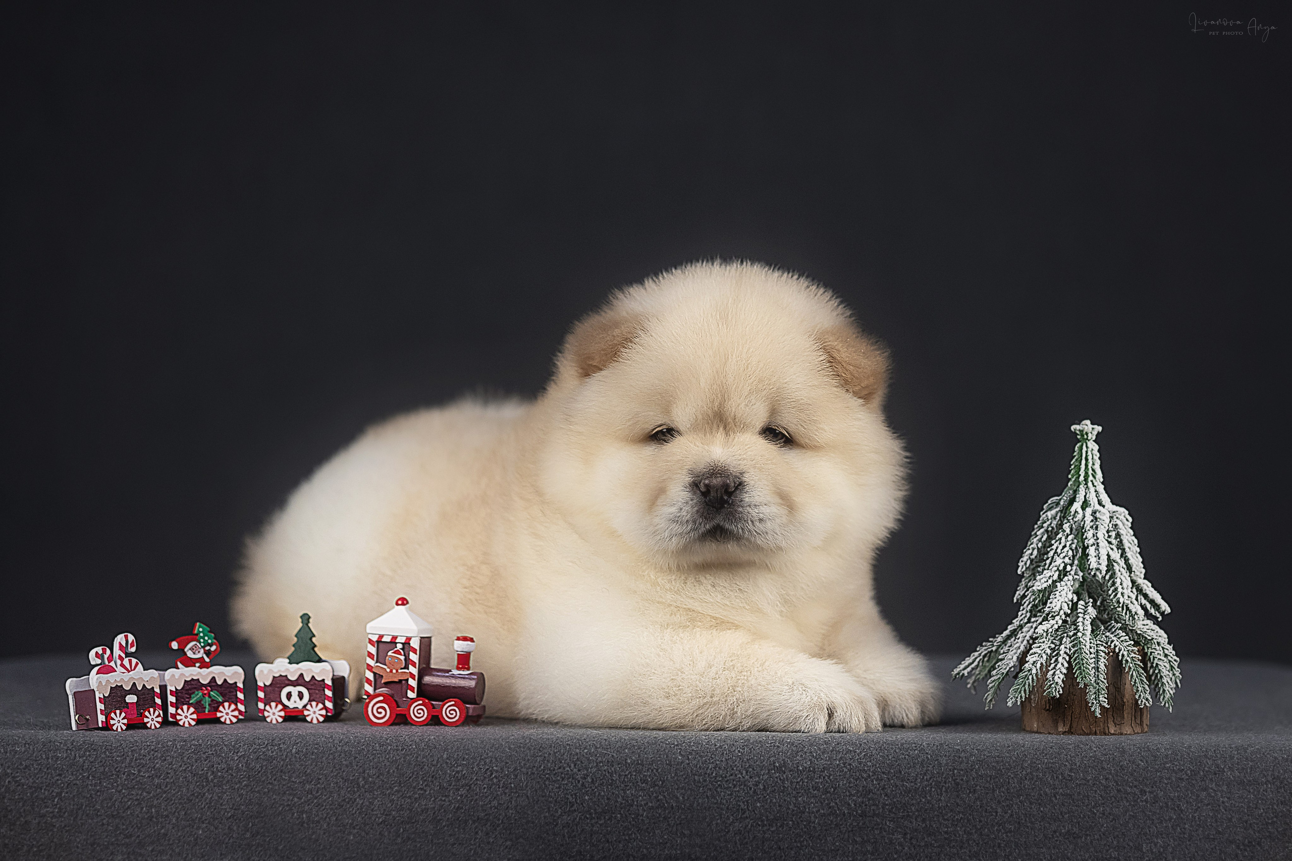 Чаушки. Фотограф анималист Аня Ливанова | Рыбинск