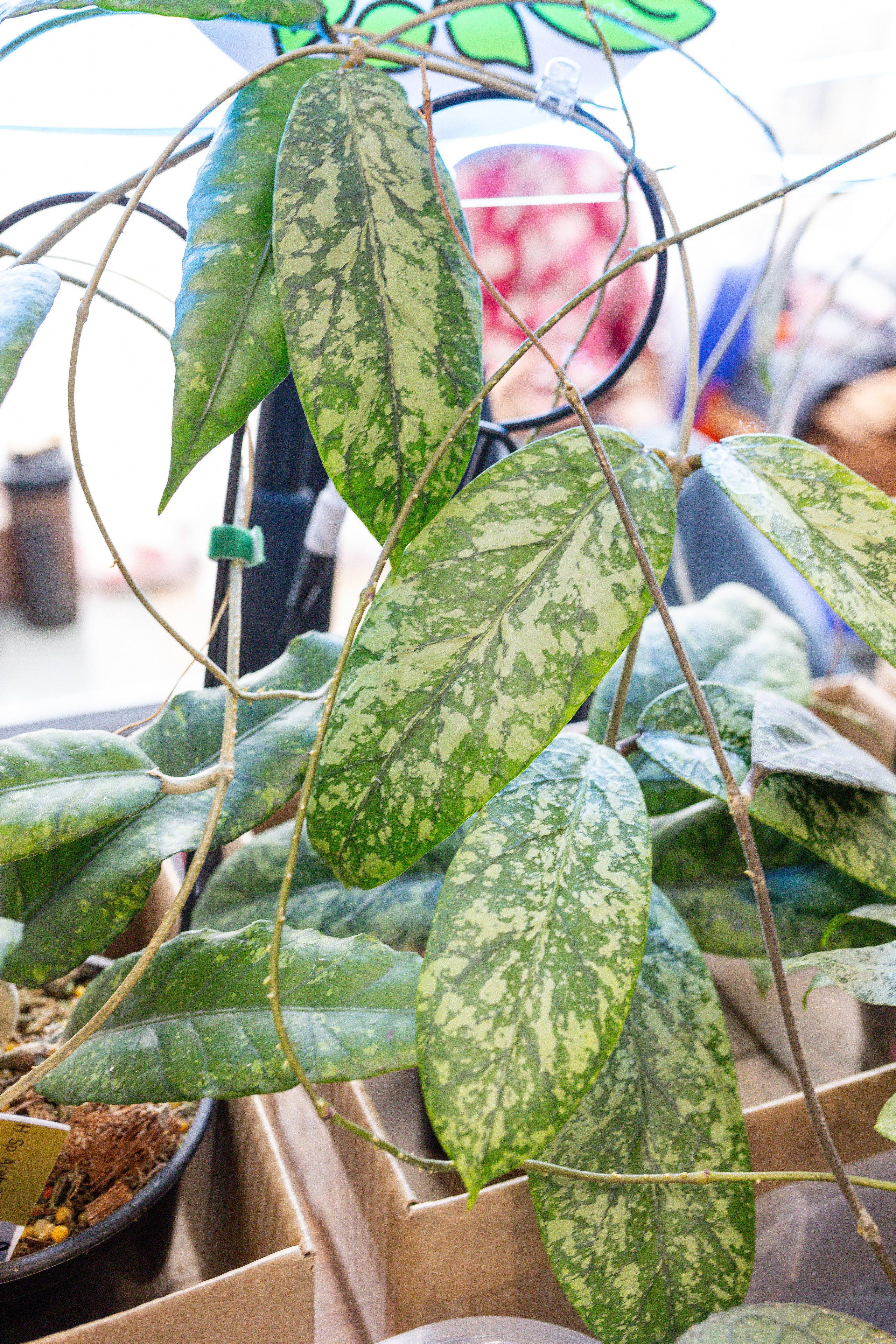 Монстериум 11–12 октября. Александра Куликова фотограф, Москва