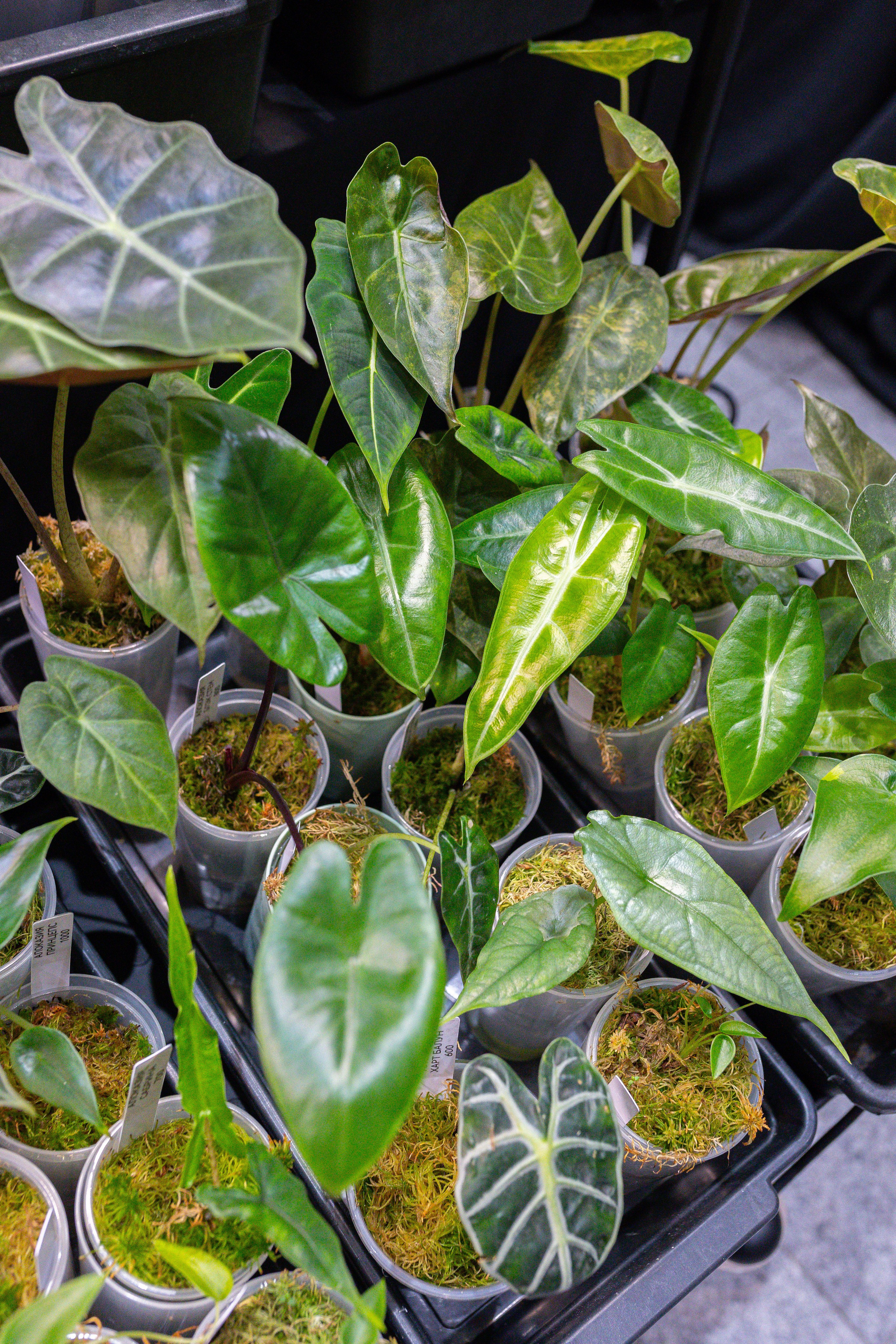 Монстериум 11–12 октября. Александра Куликова фотограф, Москва