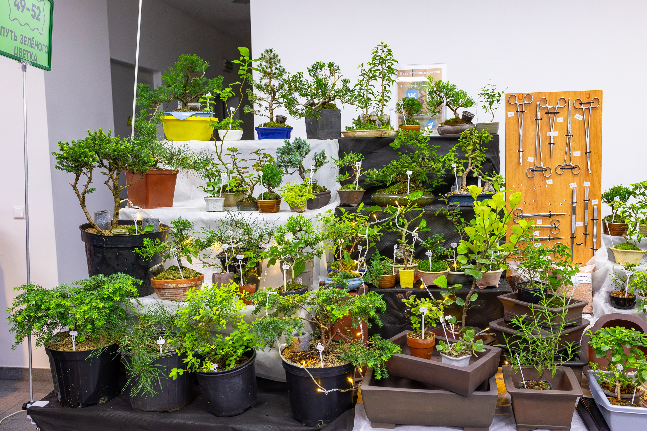 Орхидиум сентябрь 2025. Александра Куликова фотограф, Москва