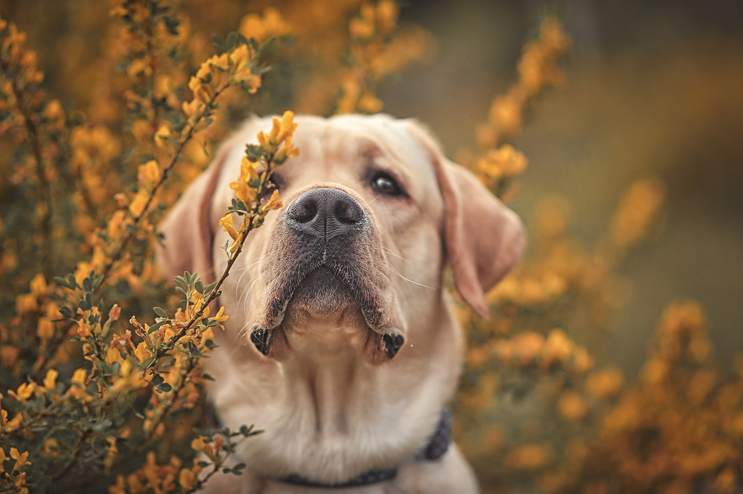 Фотосессия животных в Ижевских, фотограф животных. Детский, семейный фотограф в Ижевске и Москве Аксинья Лысенкова ADEN