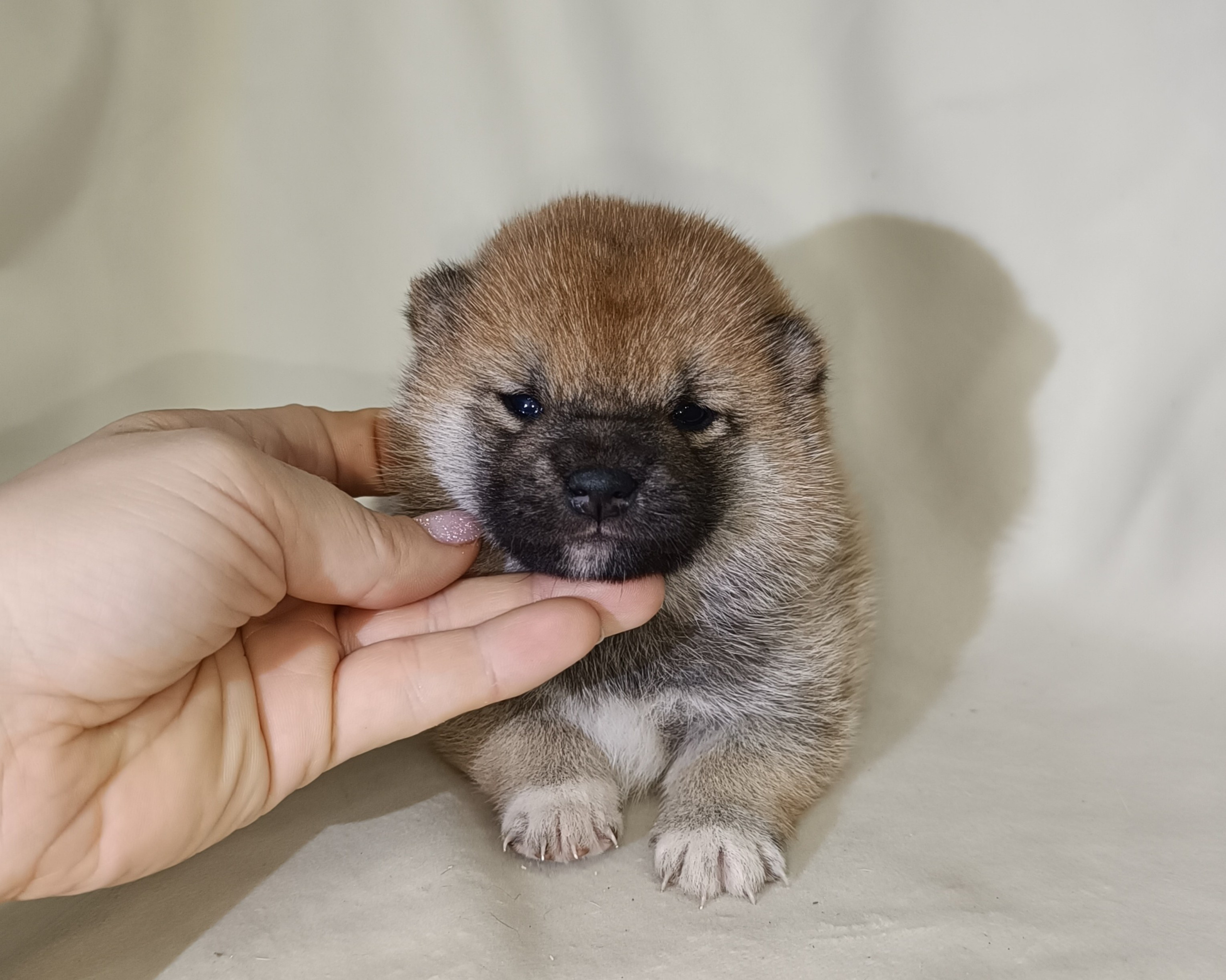 сиба питомник Рубилайт щенки на продажу rubylight  сиба щенки купить СПб Санкт-Петербург 