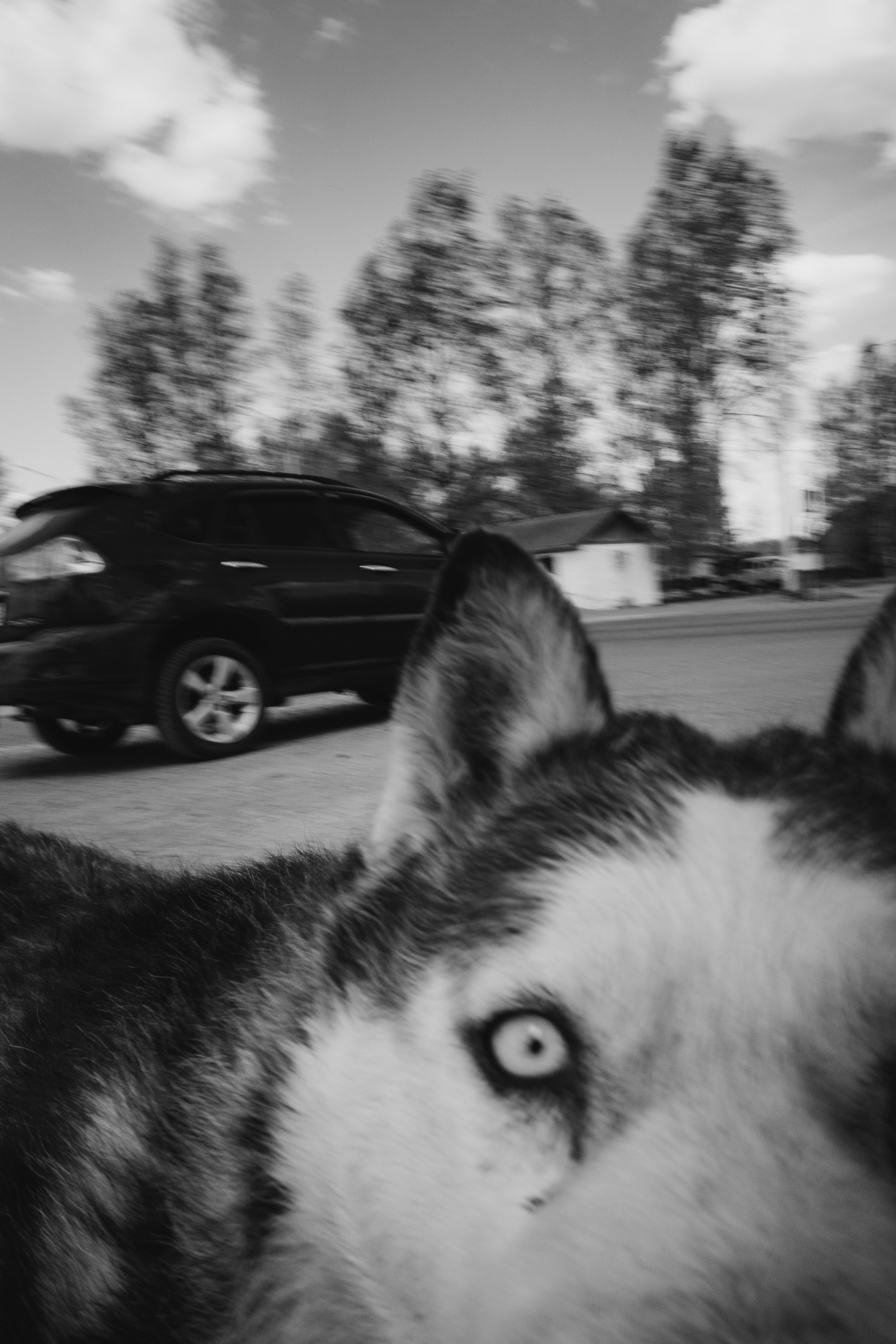 Собаки. Фотограф Александр Тихонов