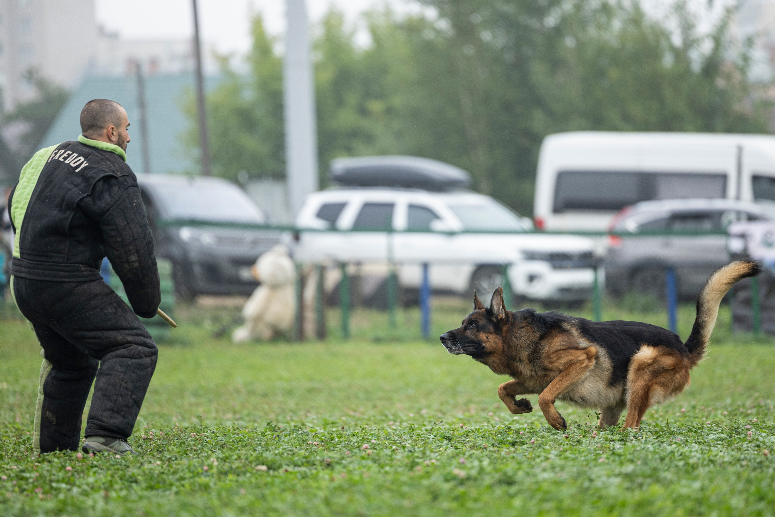 Соревнования по Мондьорингу г. Вологда 10-11.08.2024. Фотограф-анималист Анна Маринич