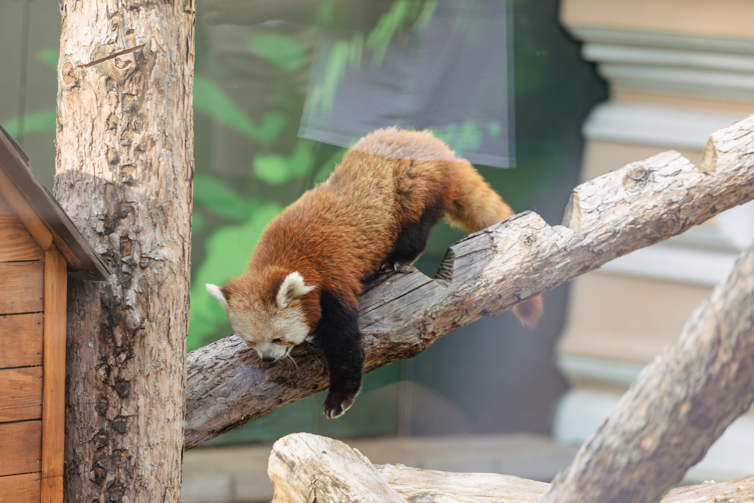 Московский зоопарк. Photographer Sonkina Tatiana (Tanya Ash)