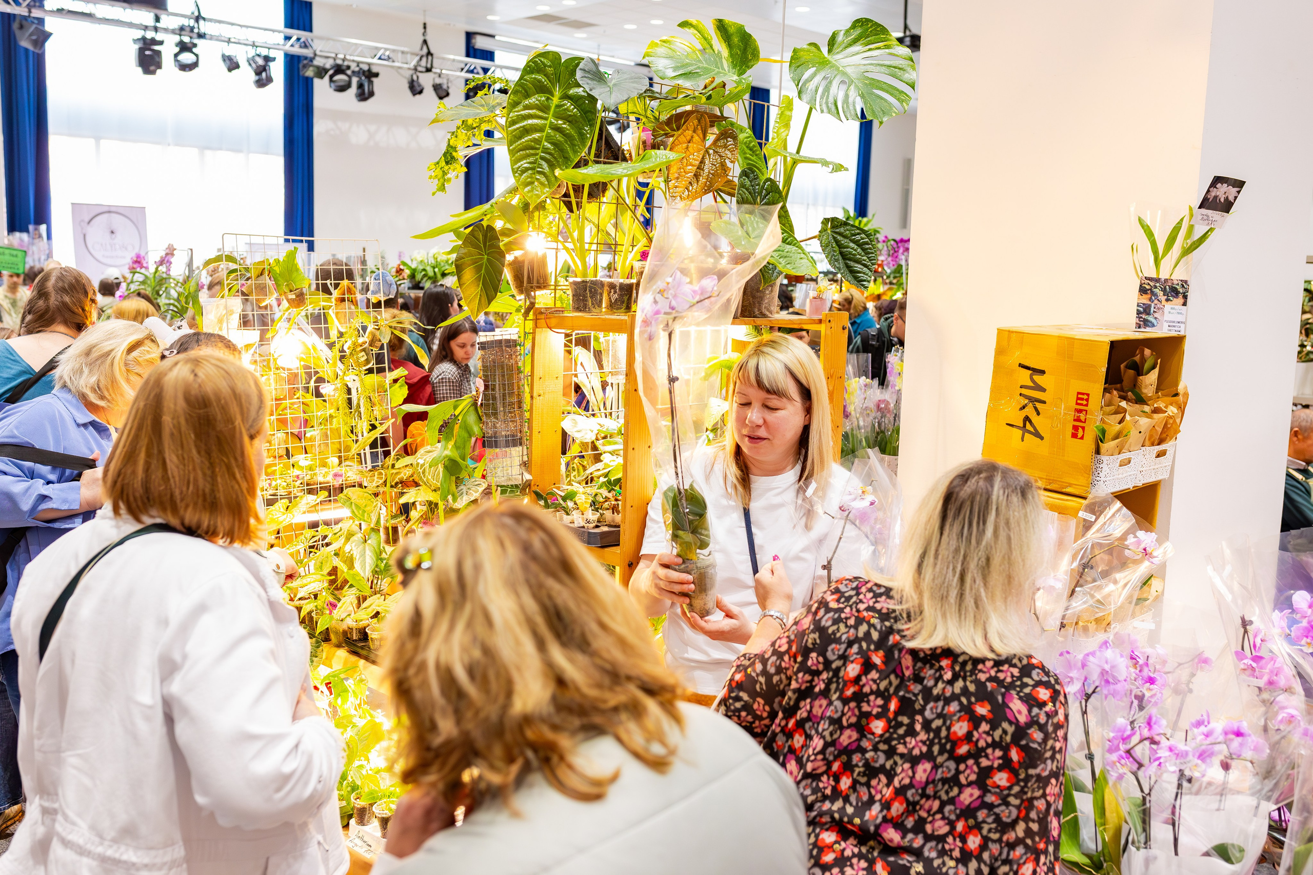 Орхидиум сентябрь 2025. Александра Куликова фотограф, Москва